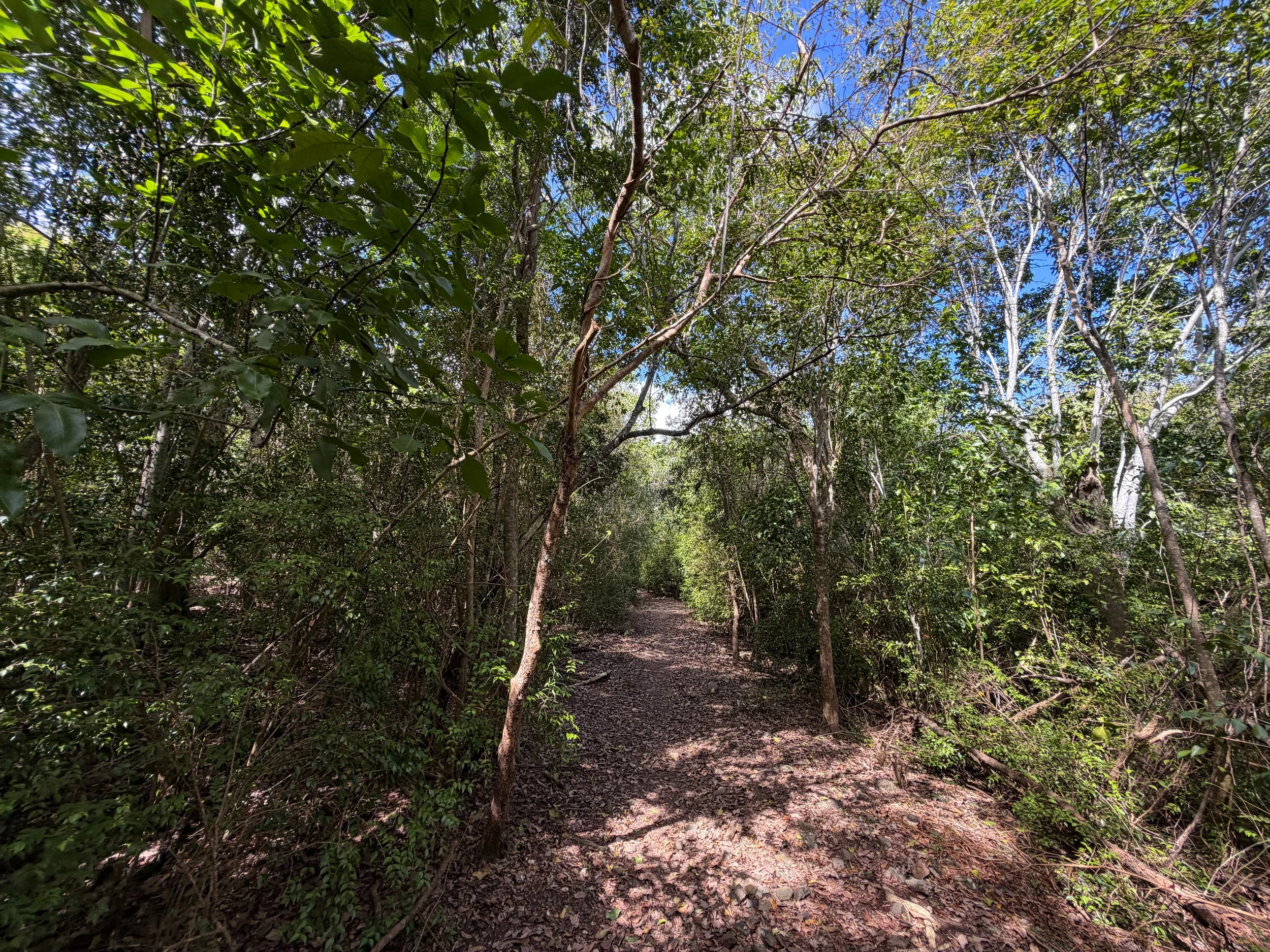 Brown Bay Trail to Johnny Horn Trail Virgin Islands National Park