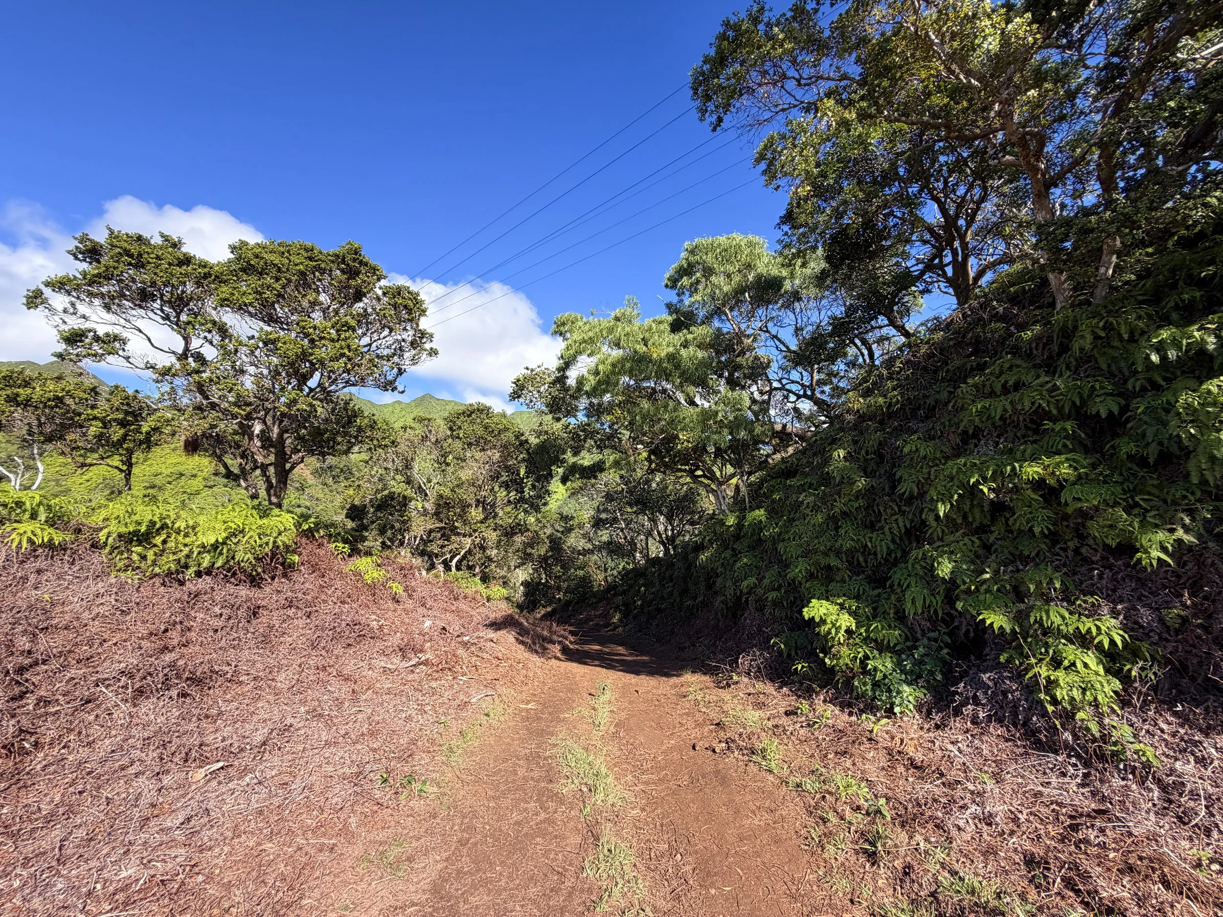 Wiliwilinui Ridge Trail Oahu Hawaii