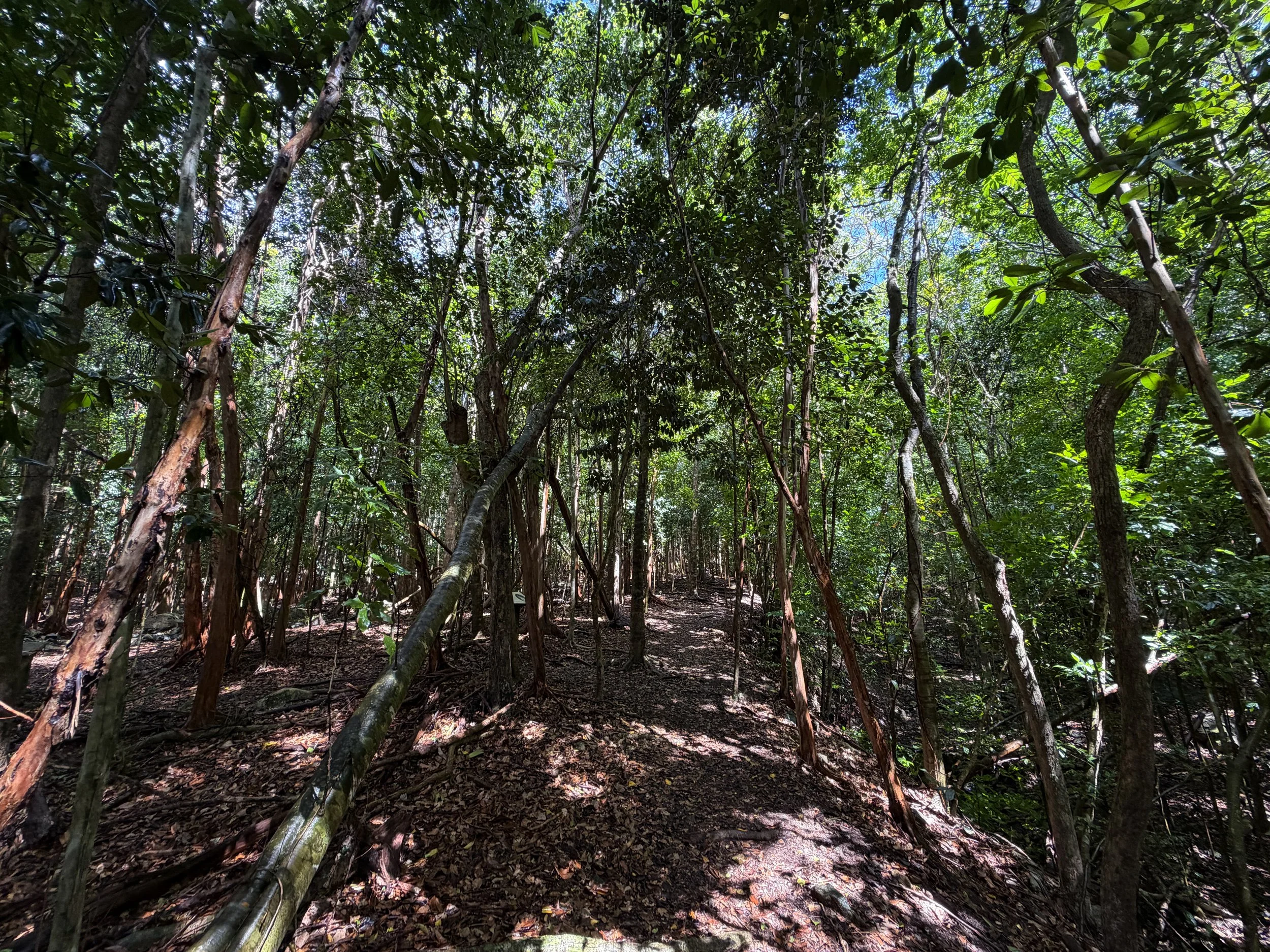 Cinnamon Bay Loop Hike Virgin Islands National Park