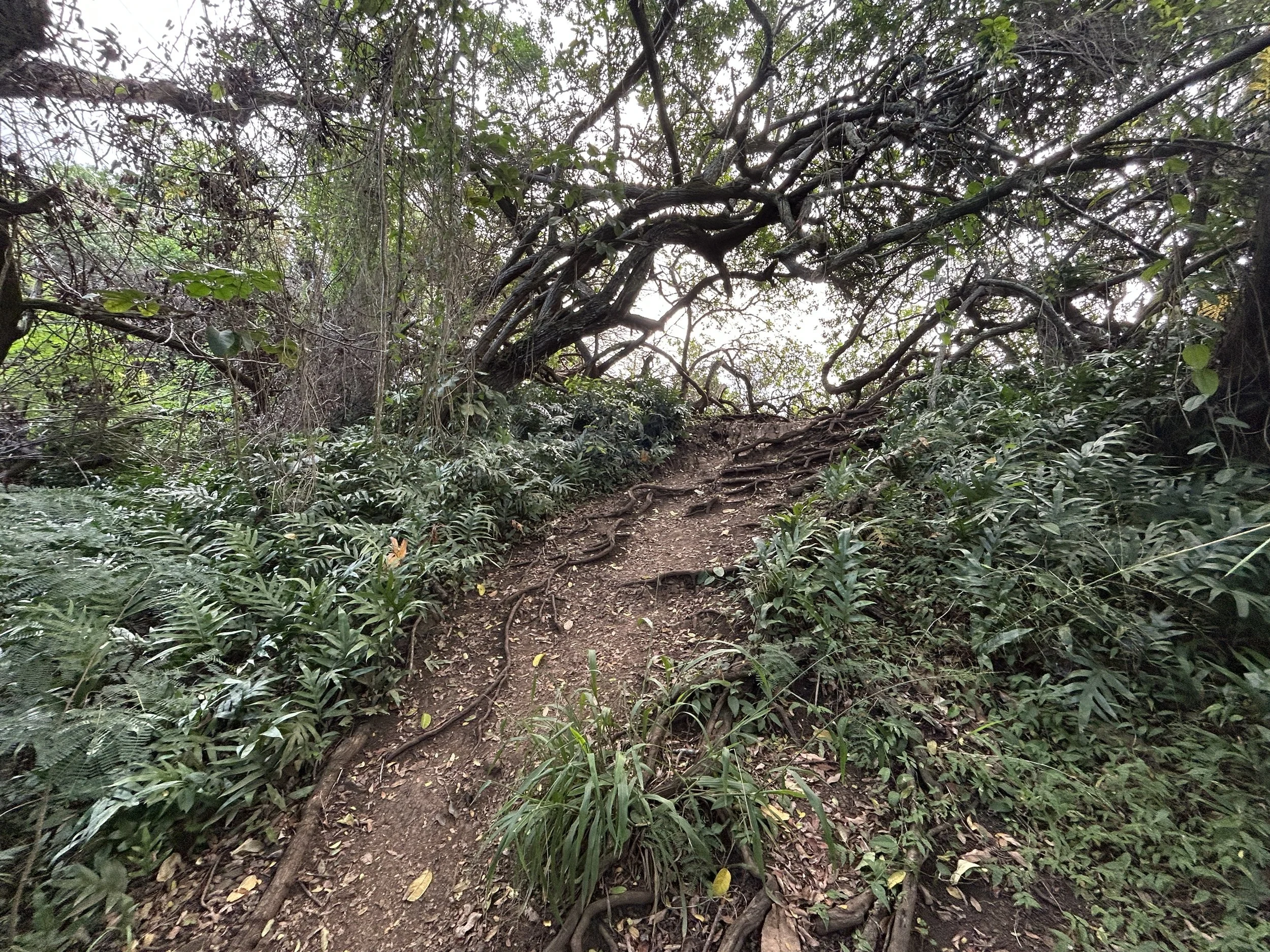 Hiking the Puʻu Maʻeliʻeli (Digging Hill) Pillbox Trail on Oʻahu