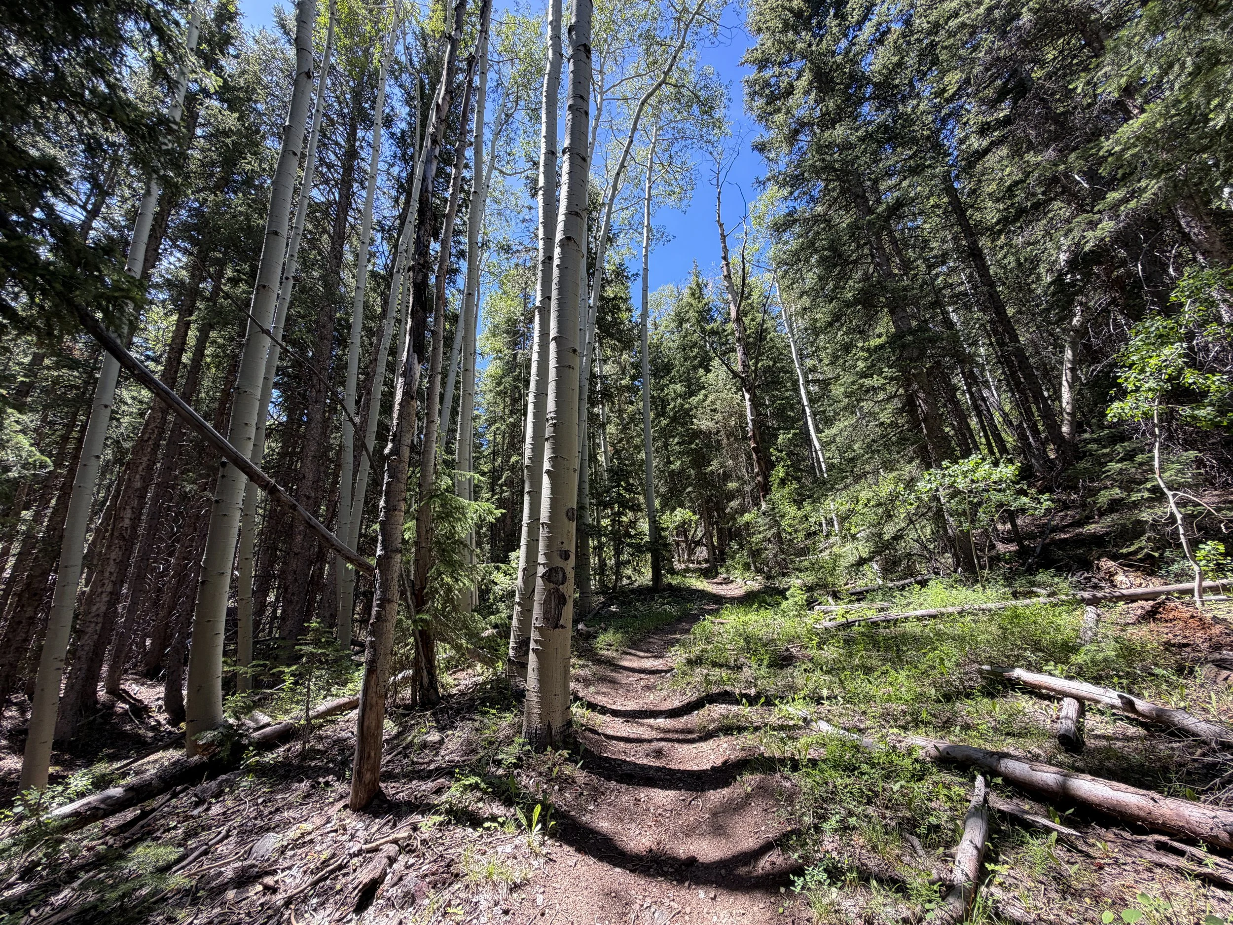 Timber Creek Loop Hike Great Basin National Park Nevada