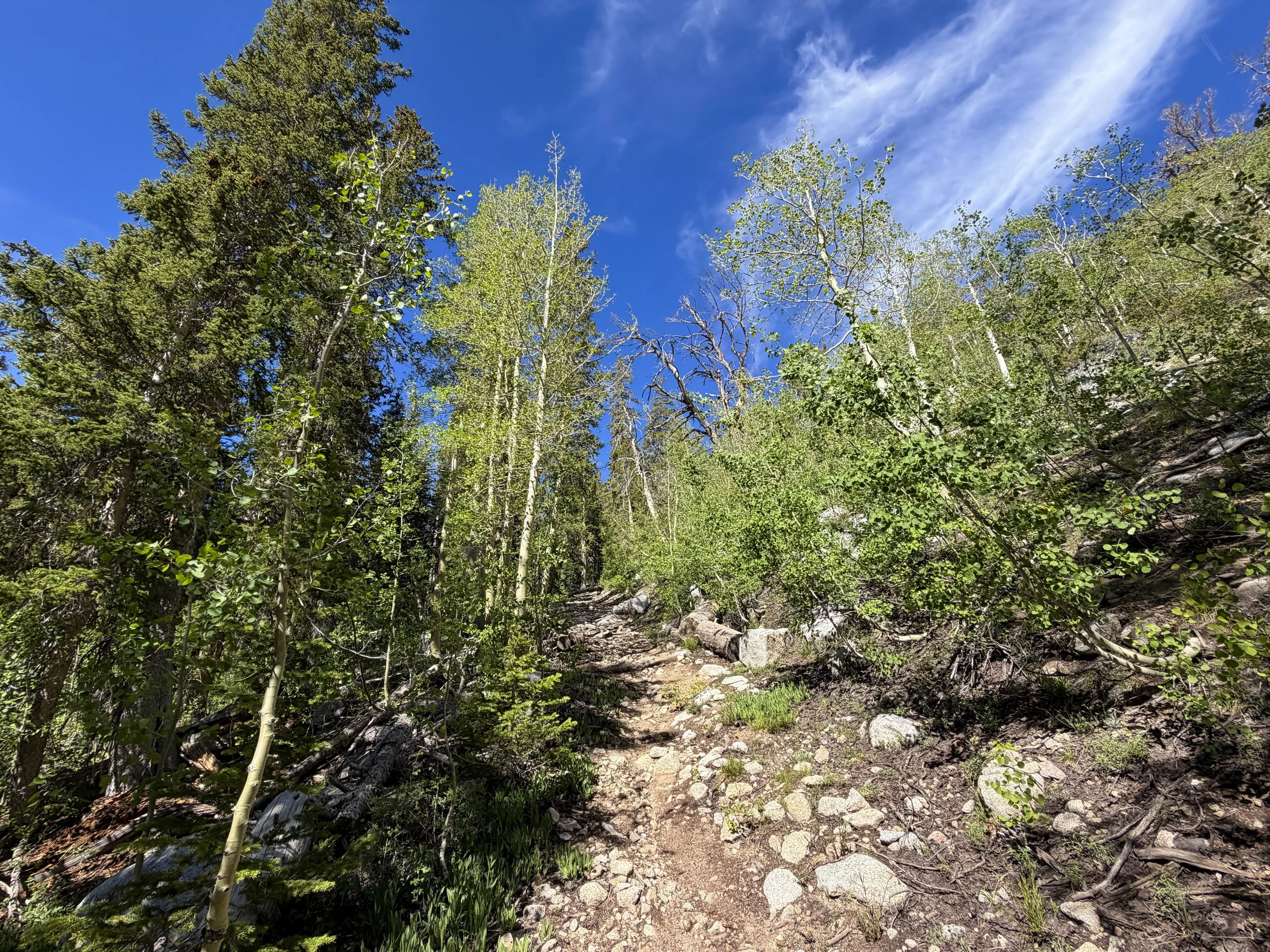 Johnson Lake Trail Great Basin National Park Nevada