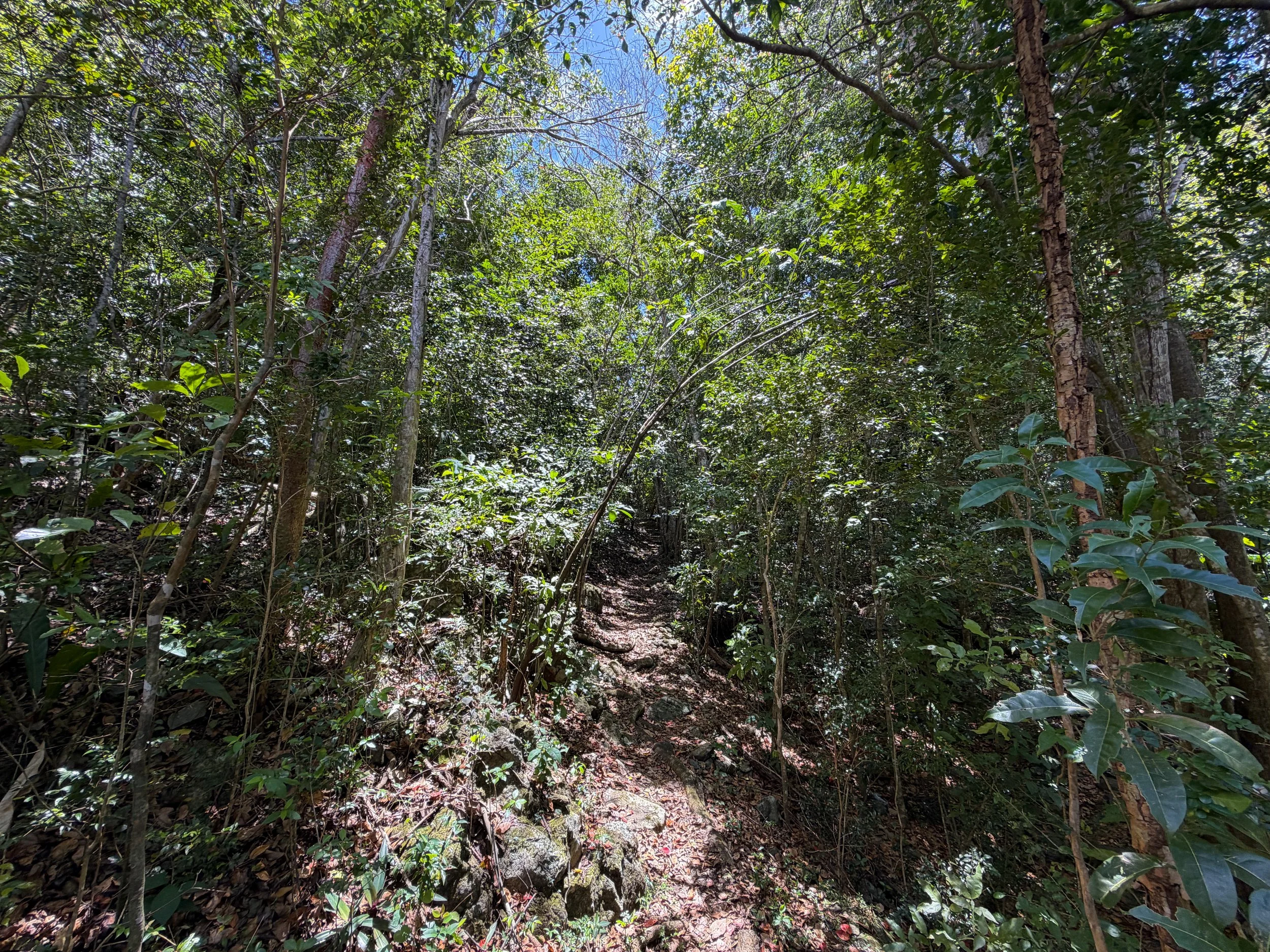 Tamarind Tree Trail Virgin Islands National Park