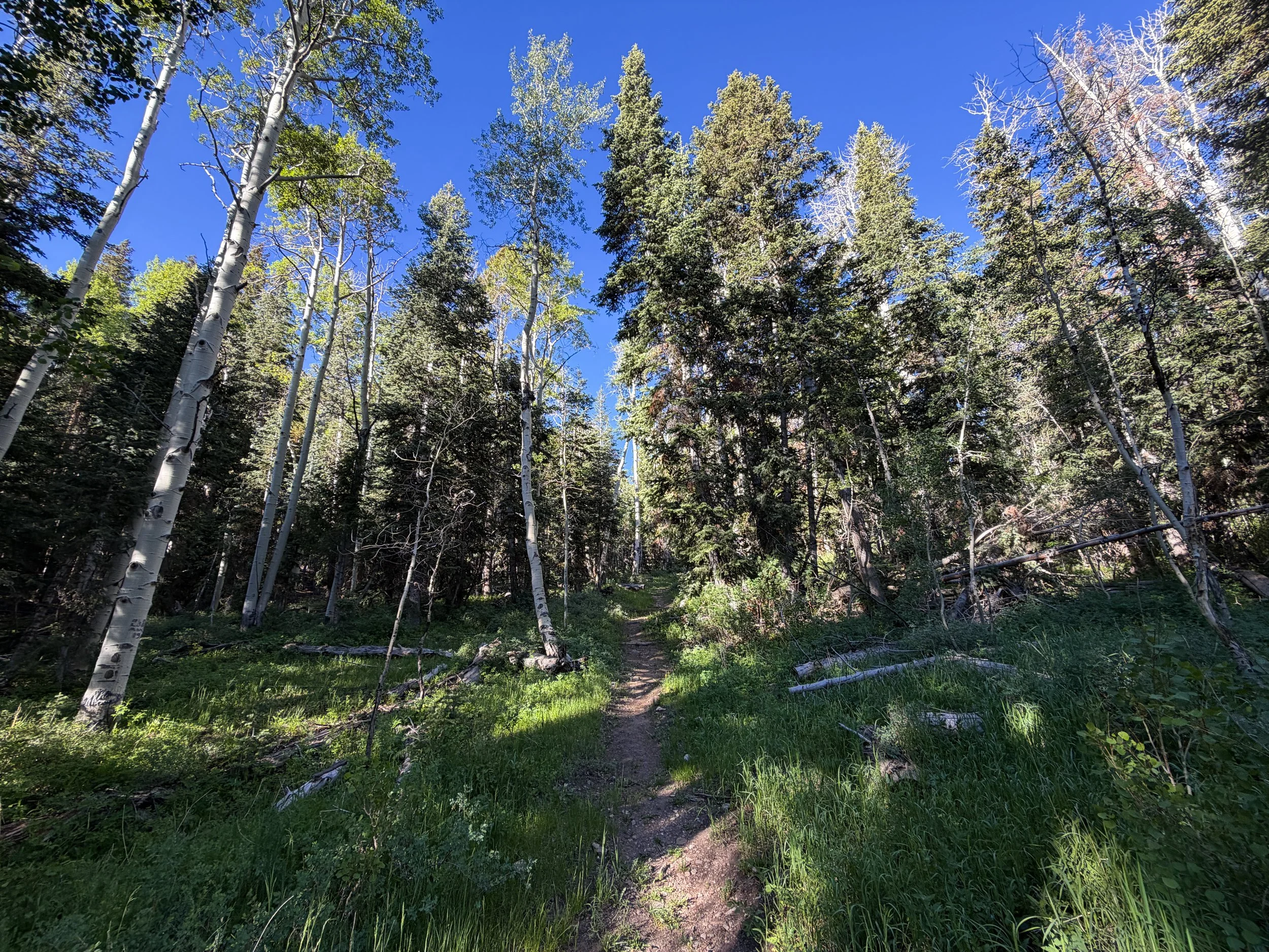 Upper Strawberry Creek Hike Great Basin National Park Nevada