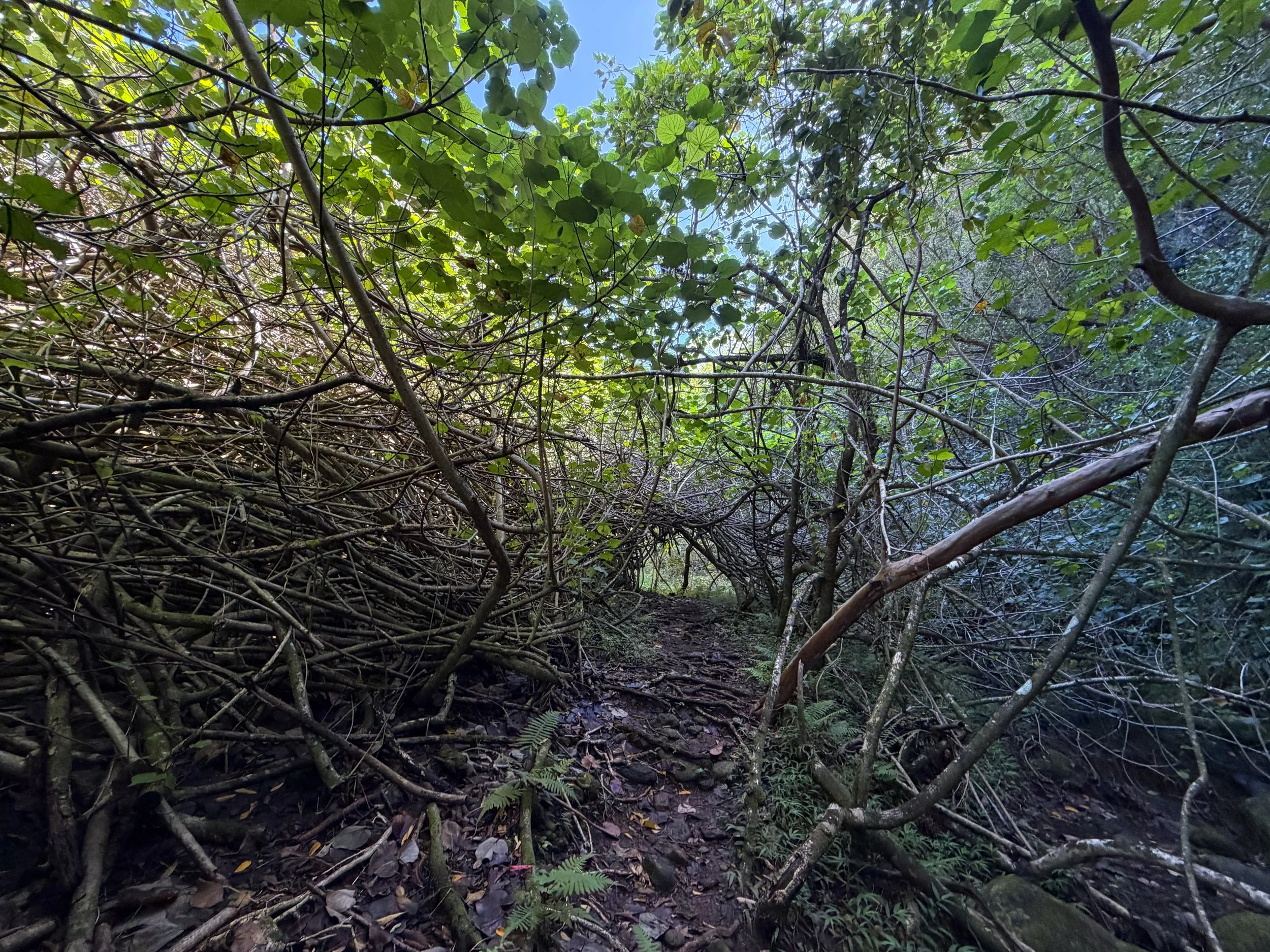 Kulanaahane Trail Oahu Hawaii