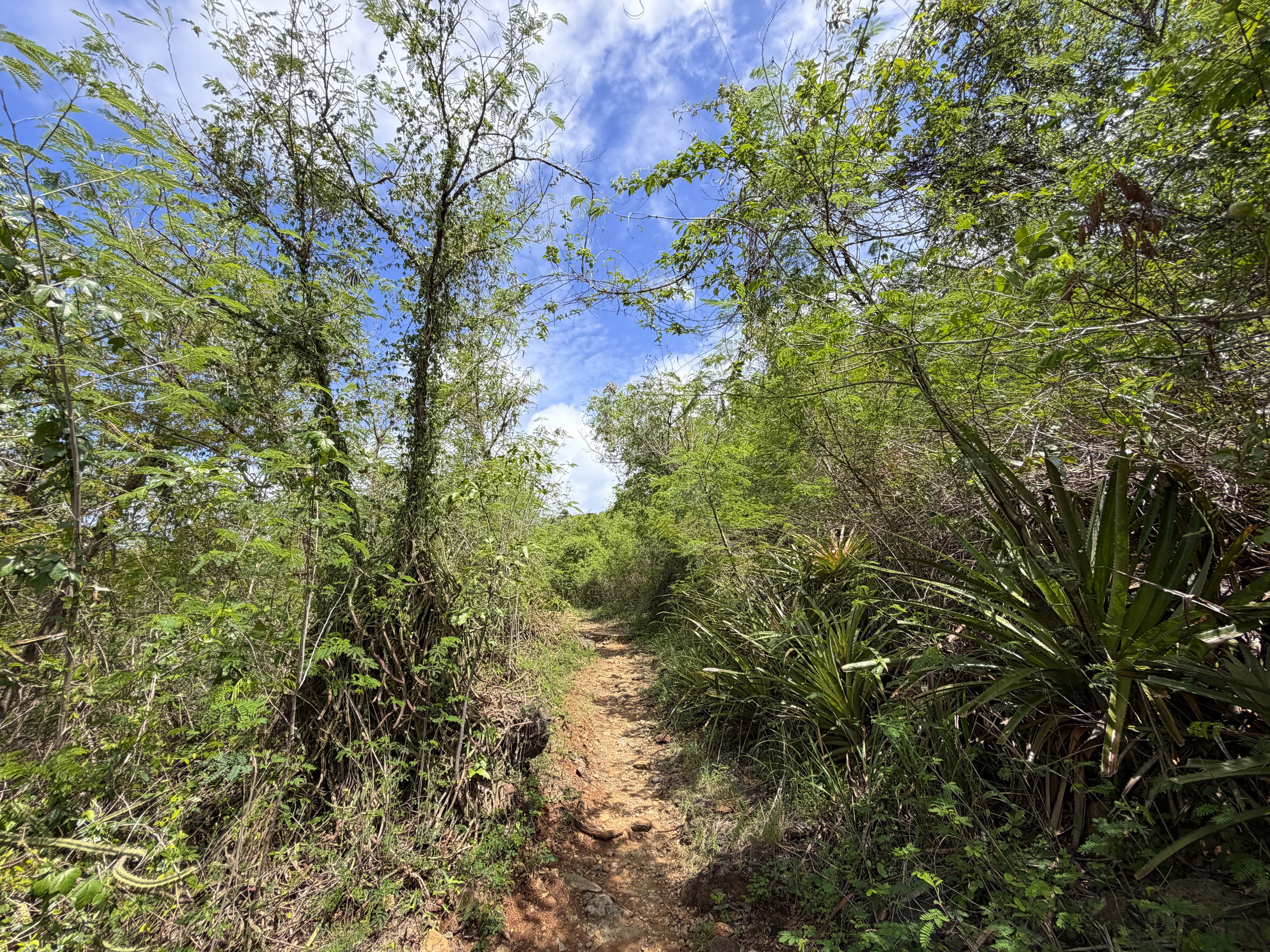 Lind Point Trail Virgin Islands National Park