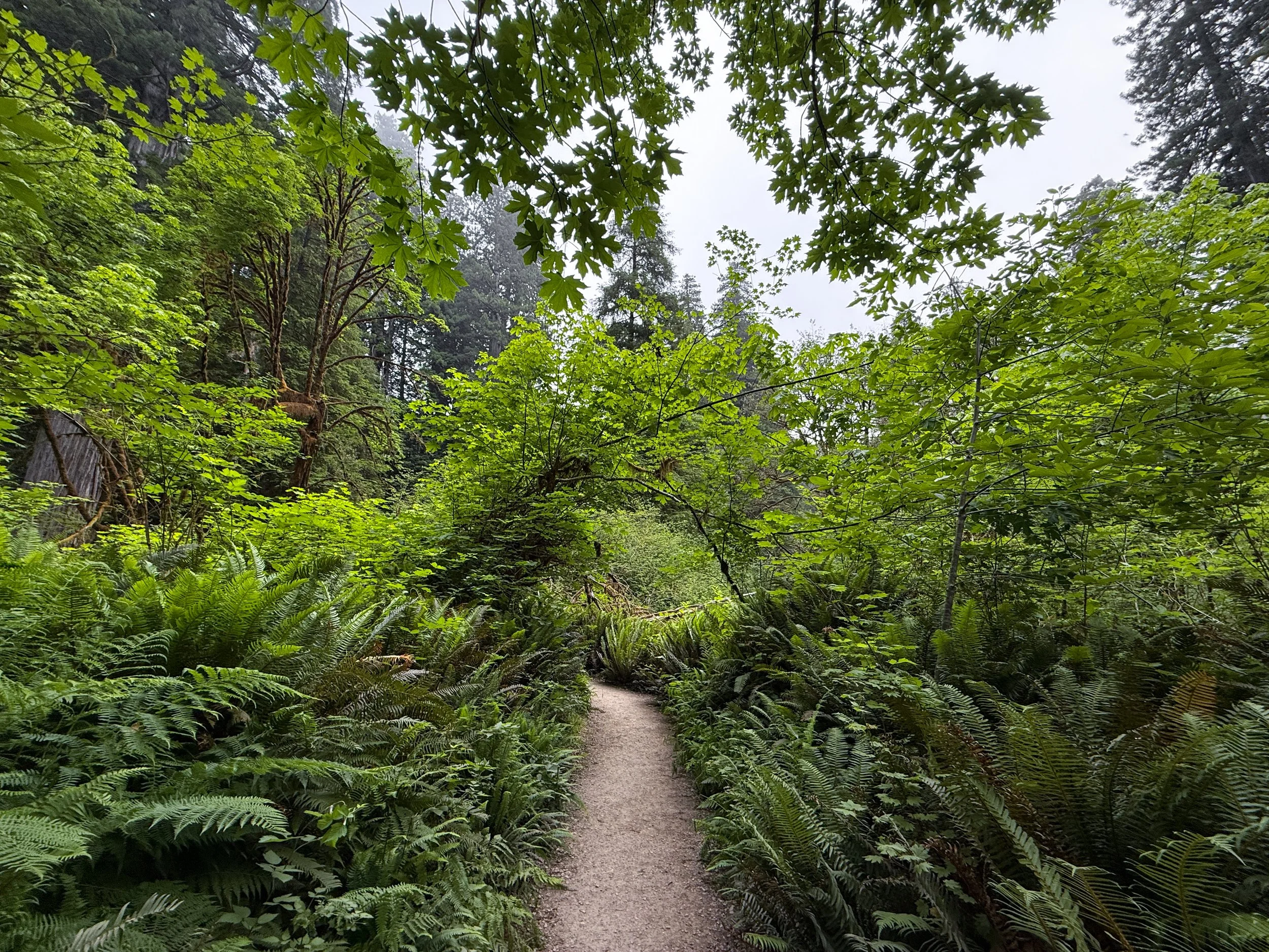 Grove of the Titans Hike Jedediah Smith Redwoods State Park California