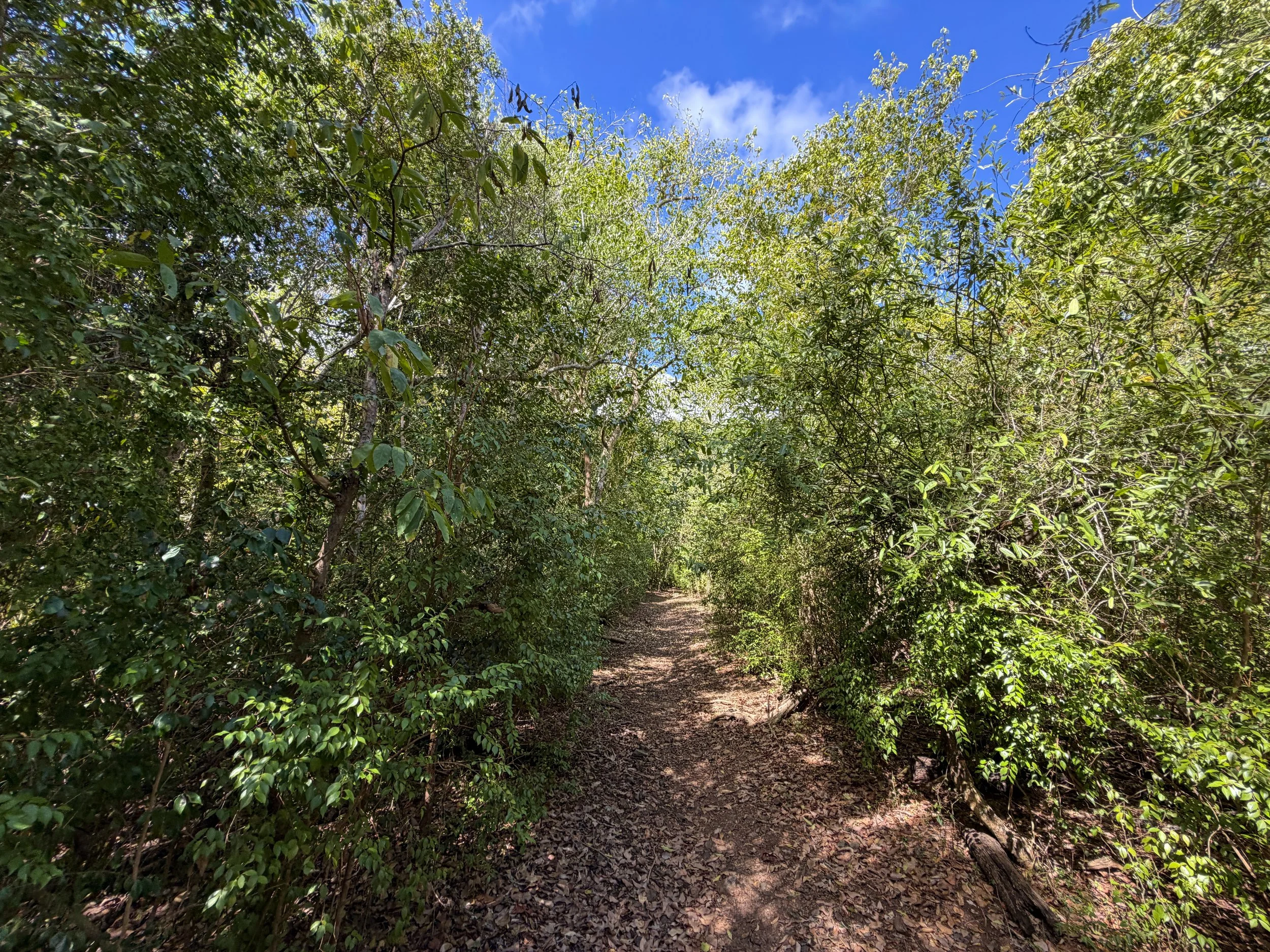 Brown Bay Trail to Johnny Horn Trail Virgin Islands National Park