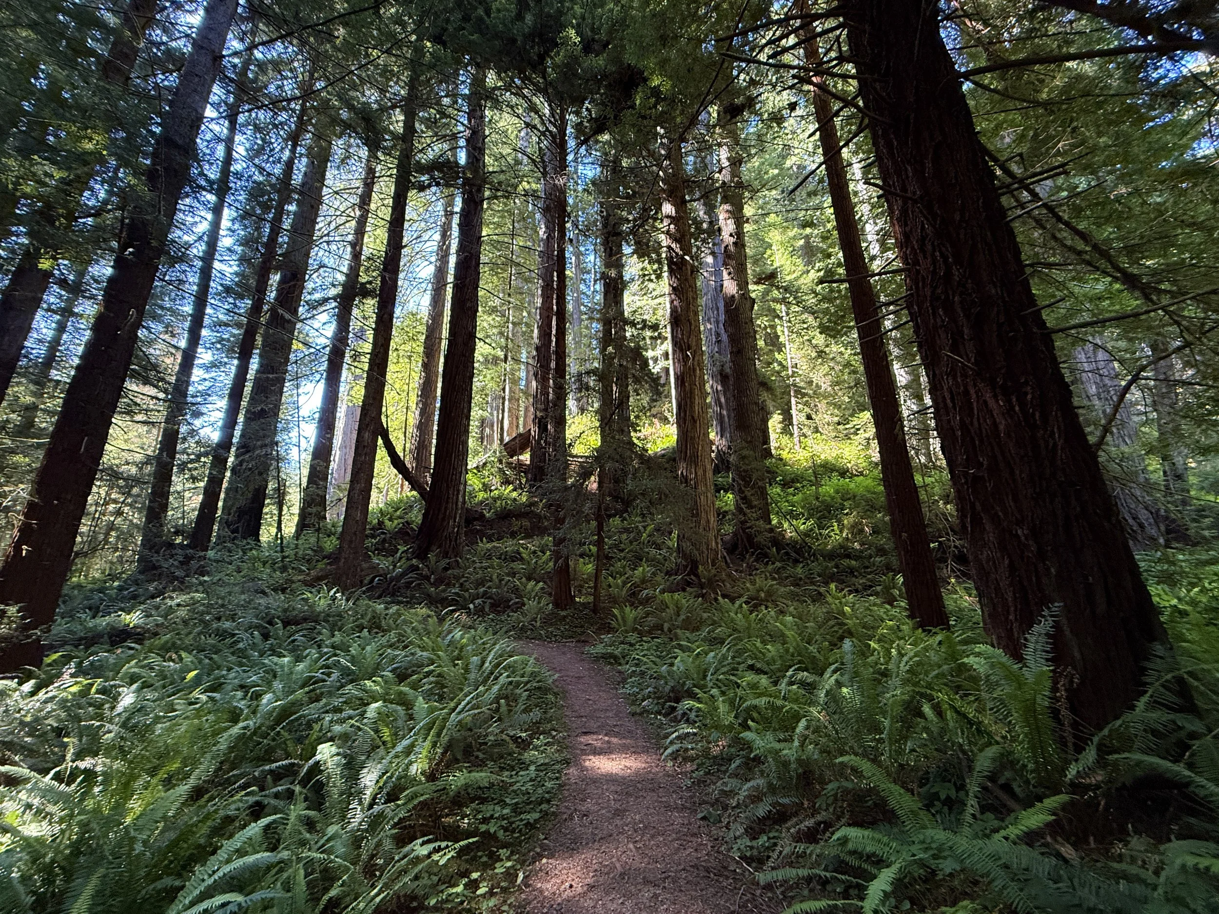 Moorman Pond Trail Prairie Creek Redwoods State Park California