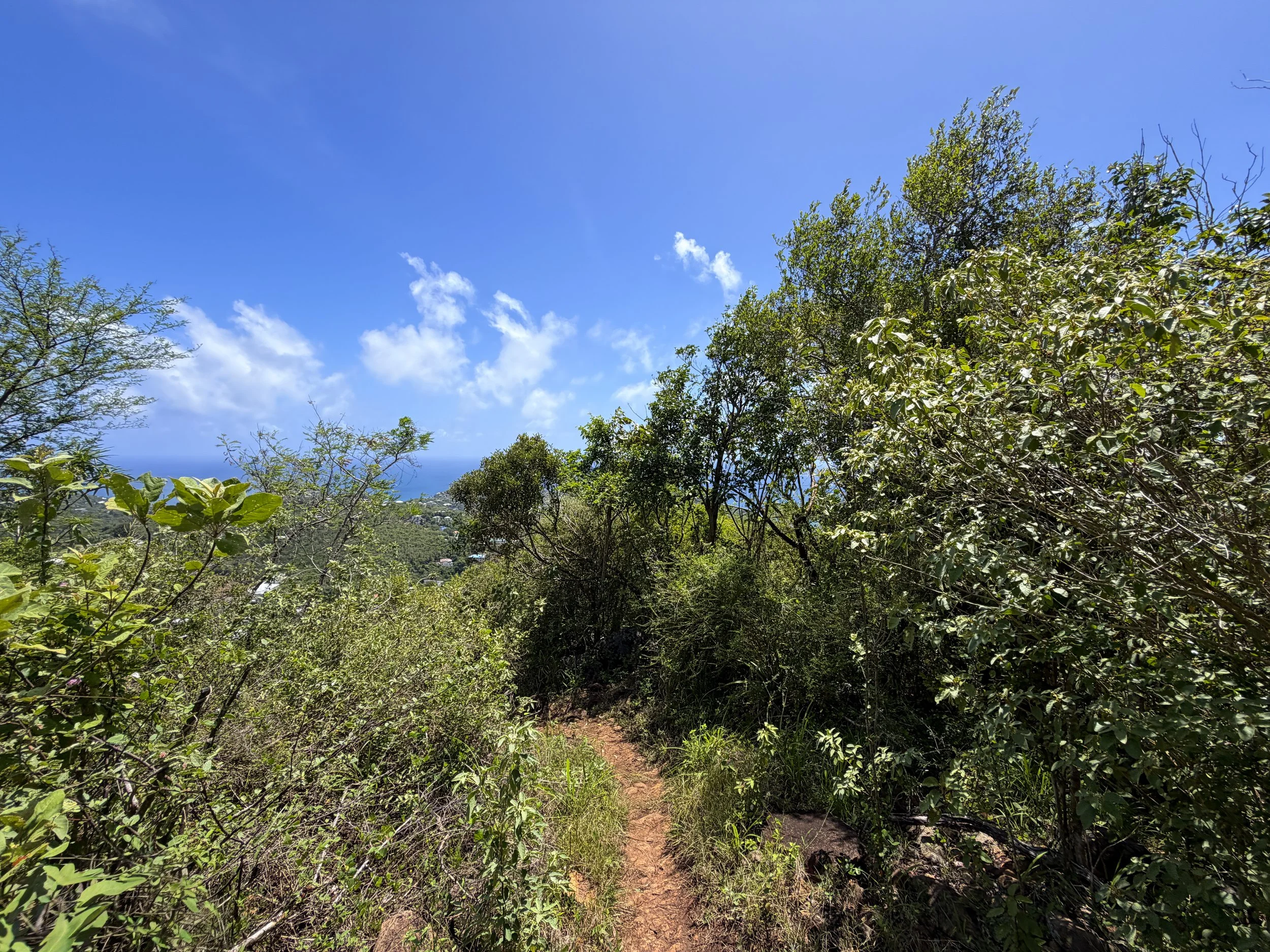 Caneel Hill Trail to Margaret Hill Virgin Islands National Park