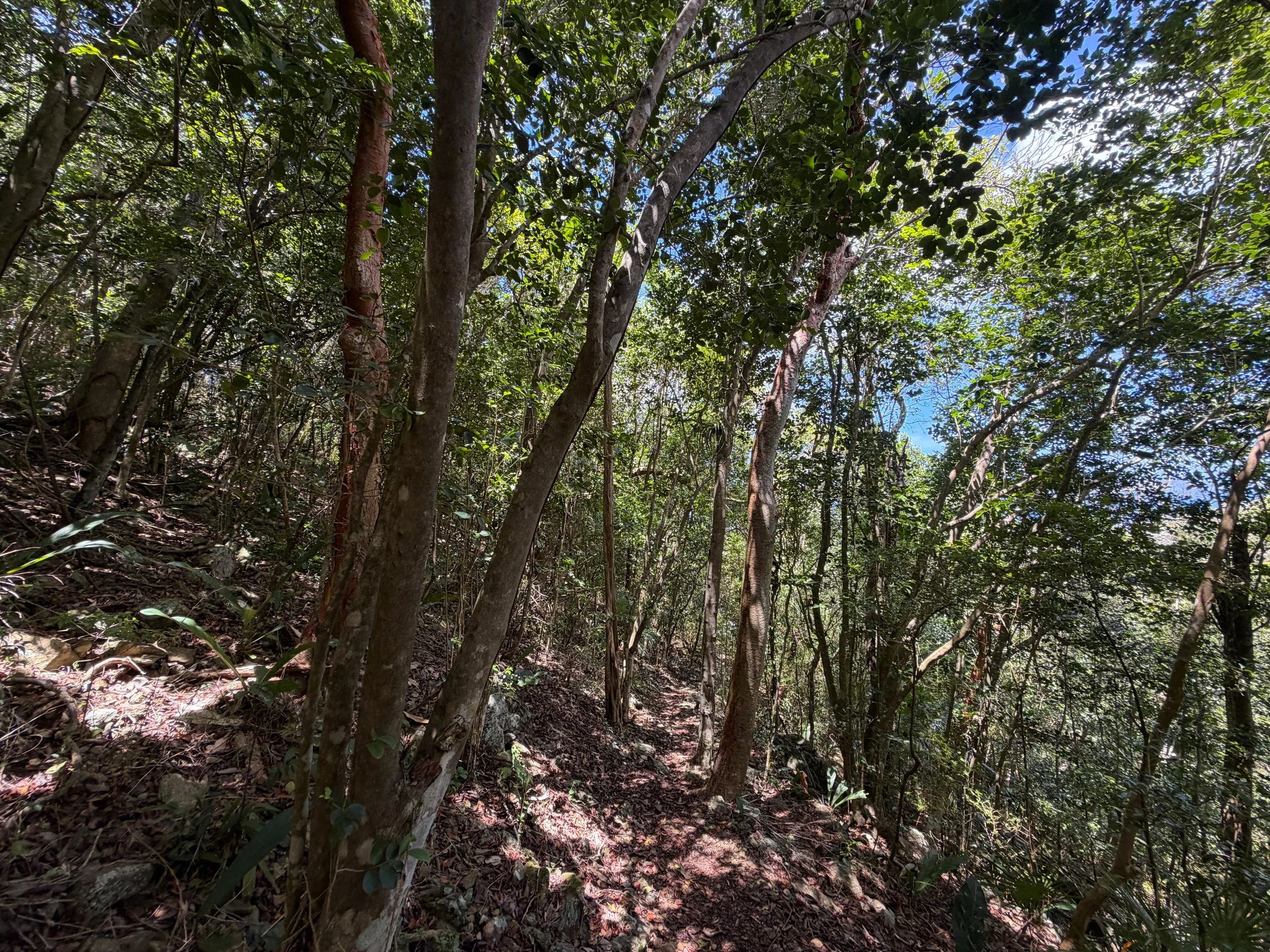 Caneel Hill Trail Virgin Islands National Park