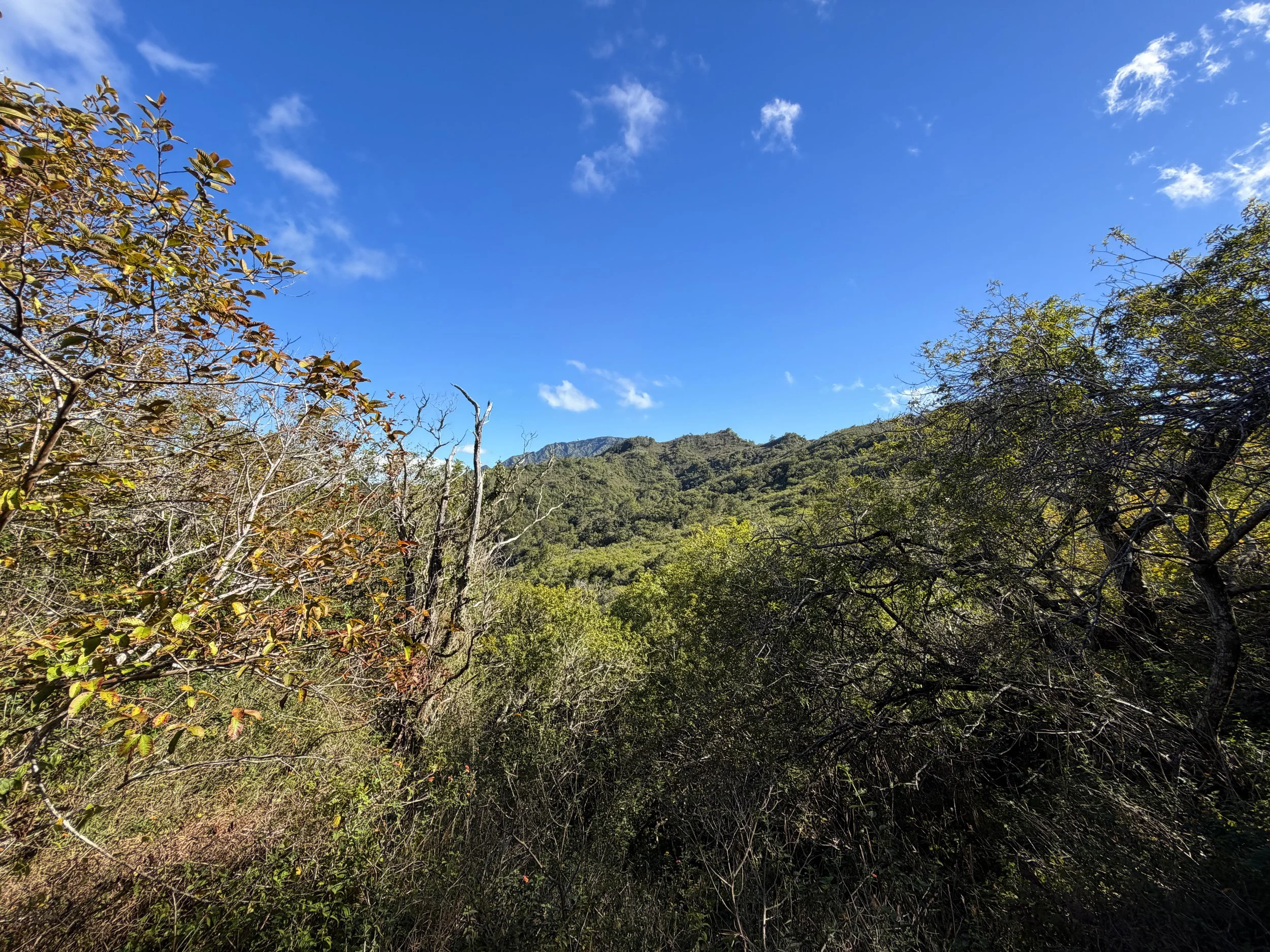 Mokuleia Trail to Mt. Kaala Oahu Hawaii