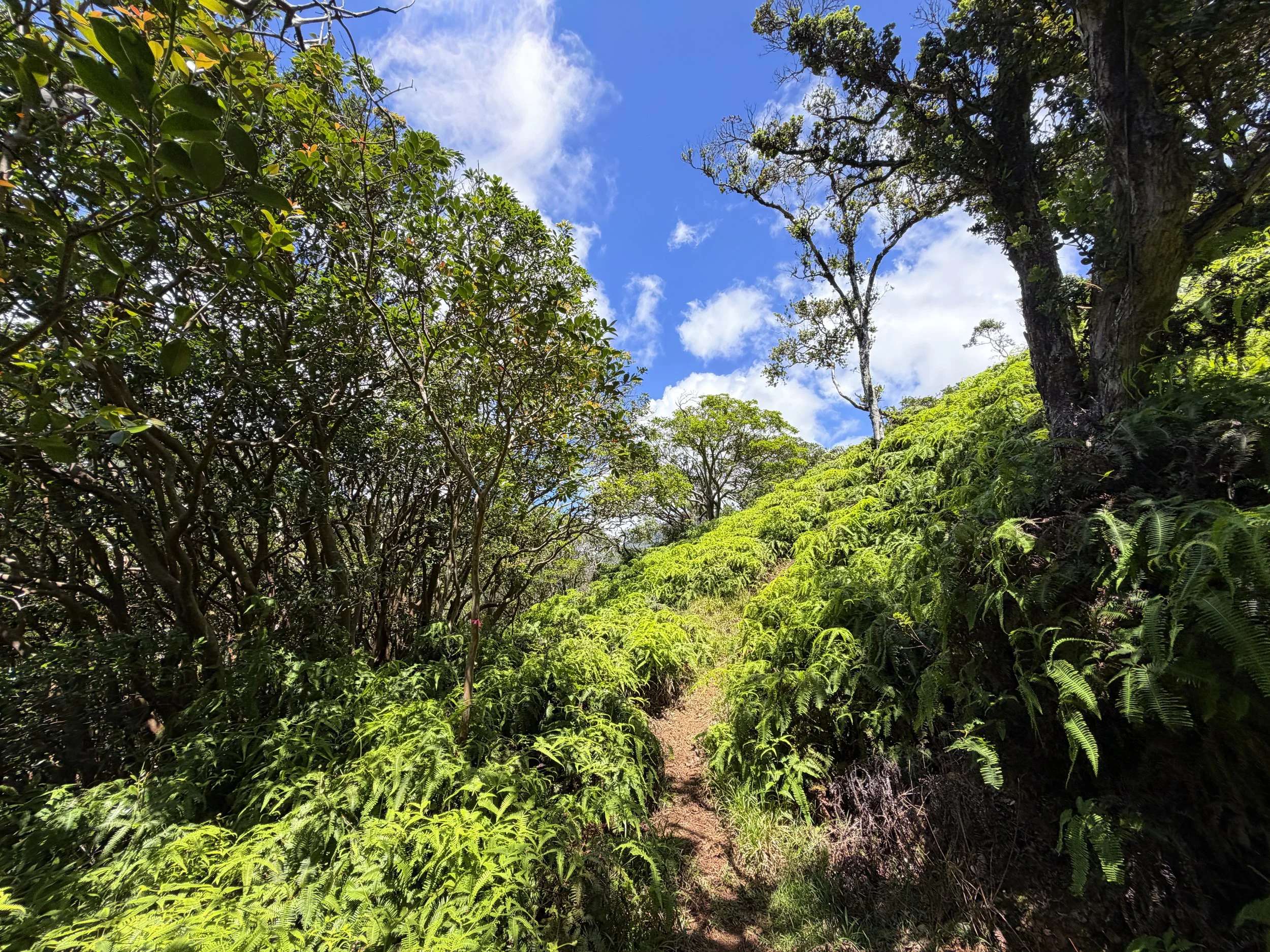 Moanalua Valley Trail to Tripler Ridge Trail Oahu Hawaii
