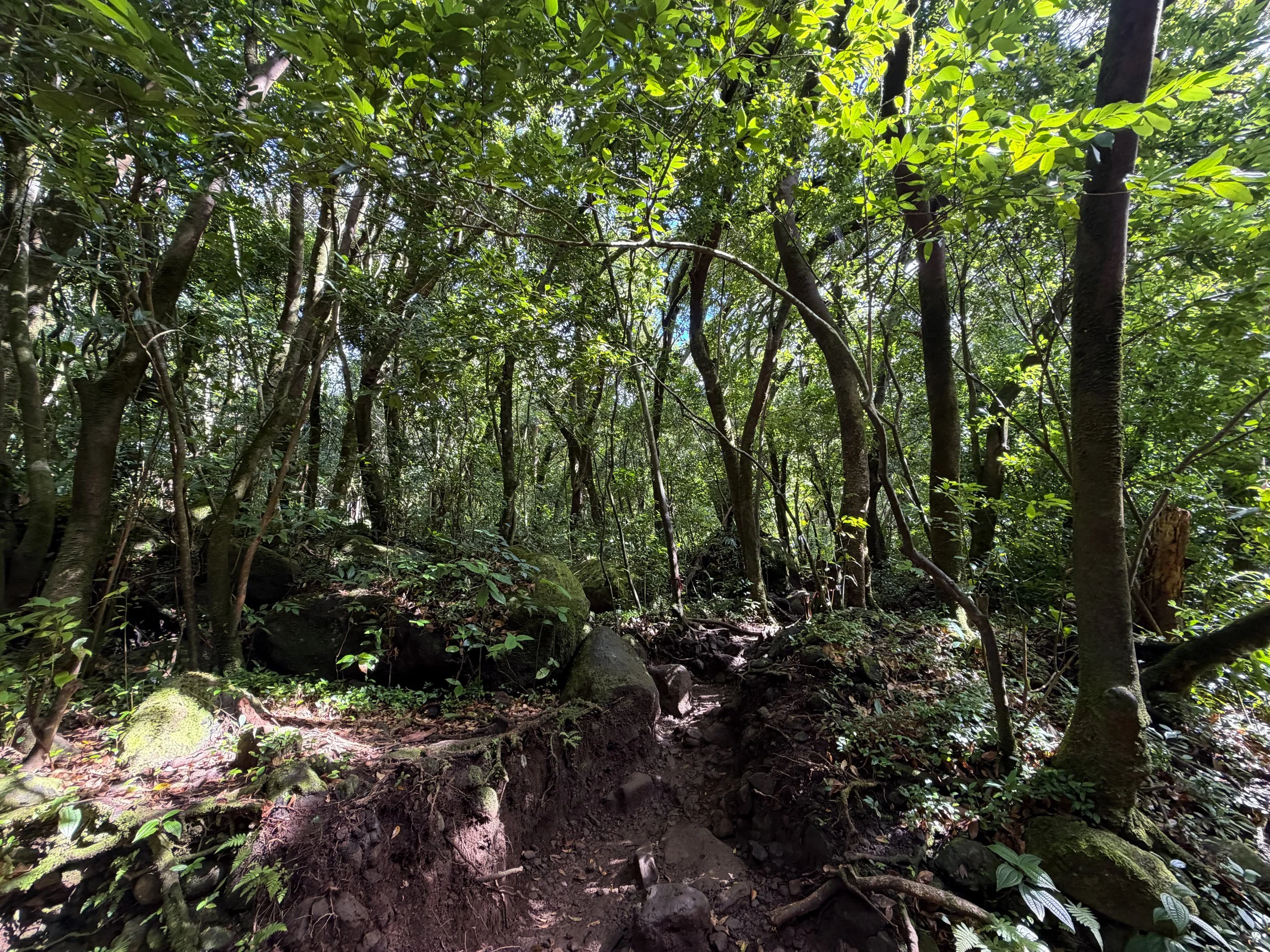 Lulumahu Falls Trail Oahu Hawaii