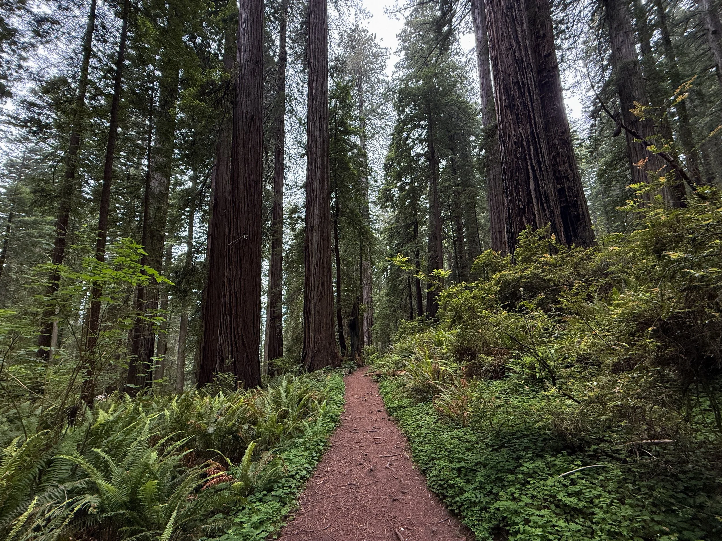Damnation Creek Trail Del Norte Coast Redwoods State Park California