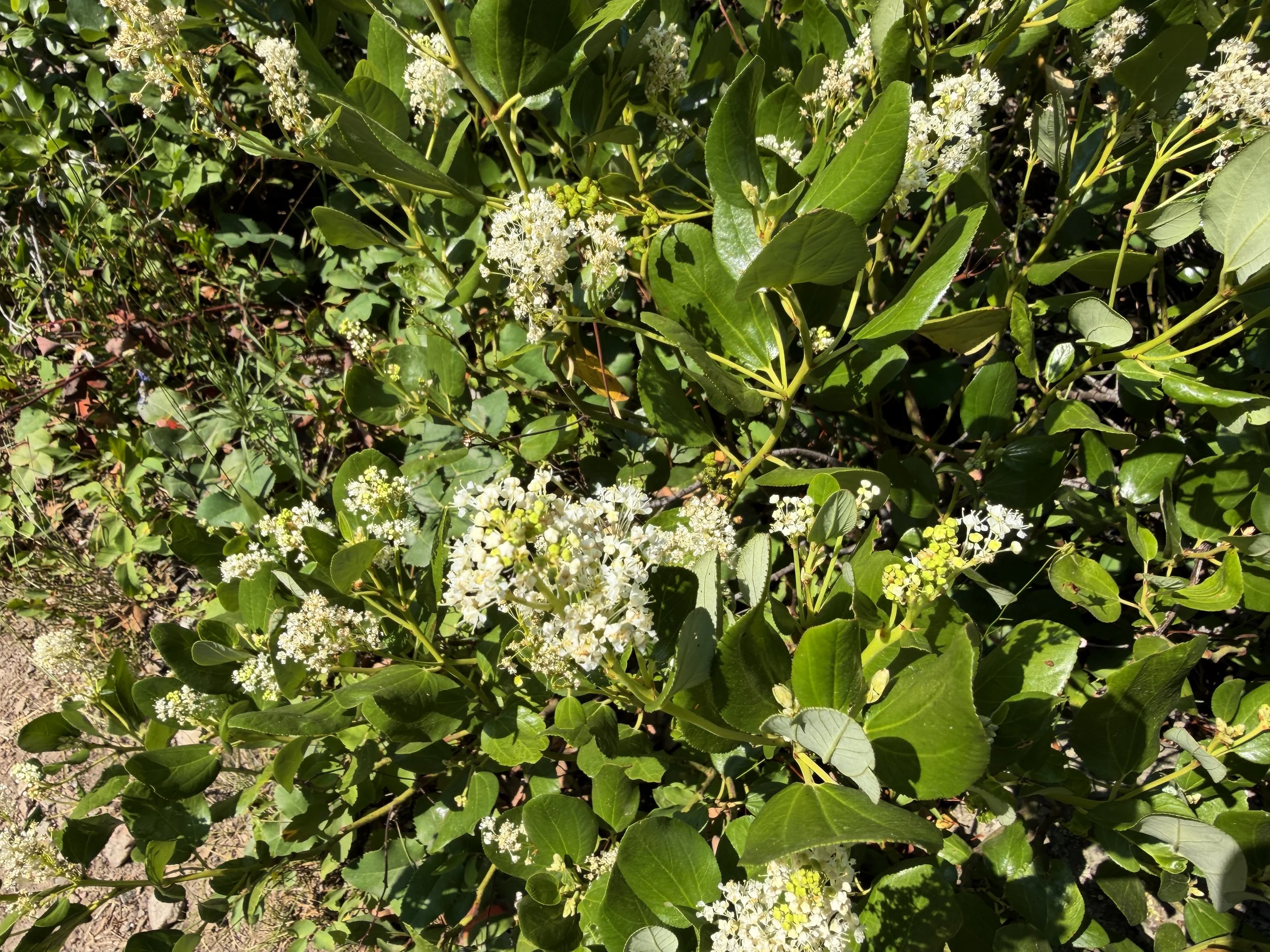 Snowbrush Ceanothus velutinus