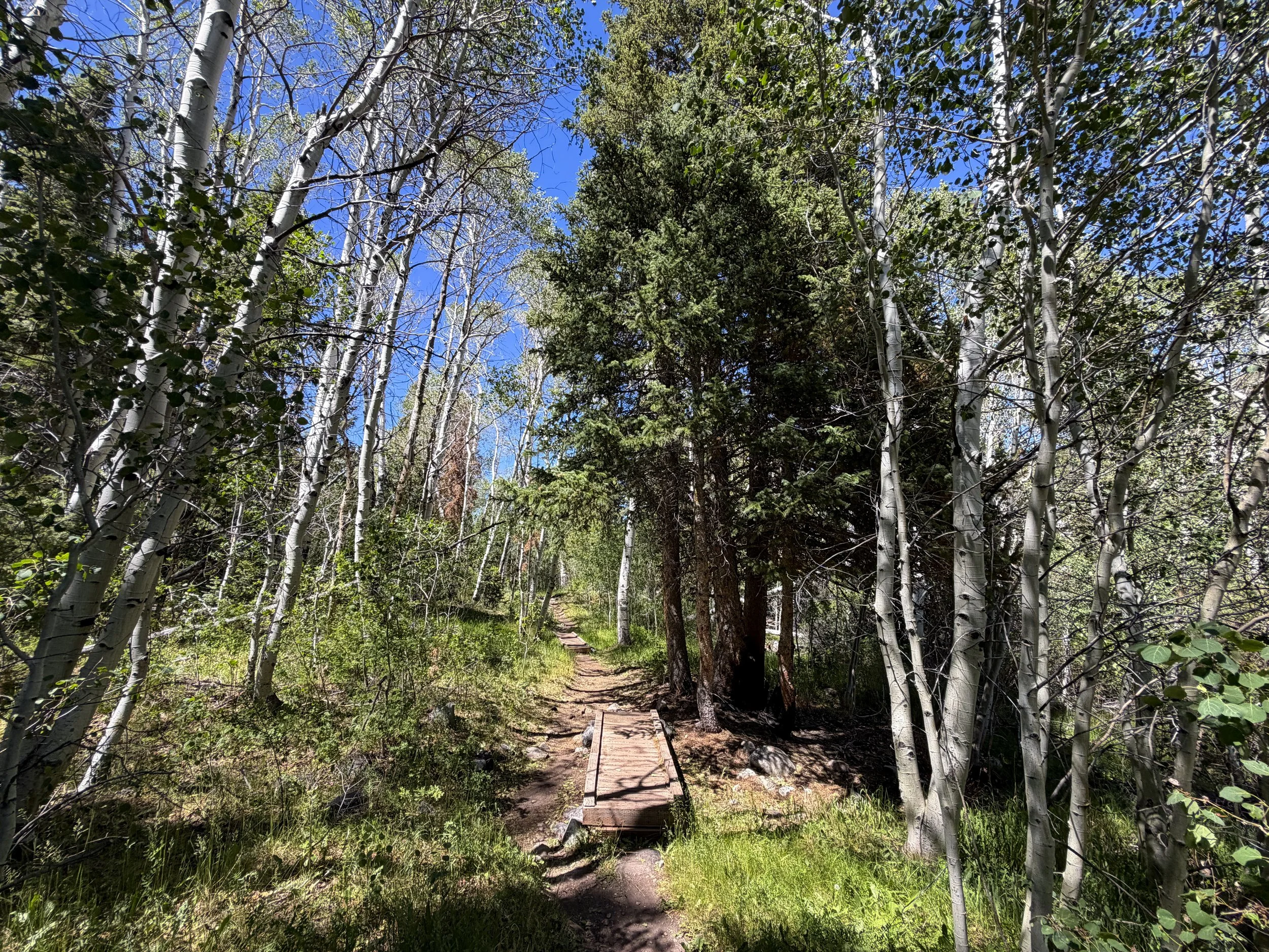 Baker Creek Loop Trail Great Basin National Park Nevada