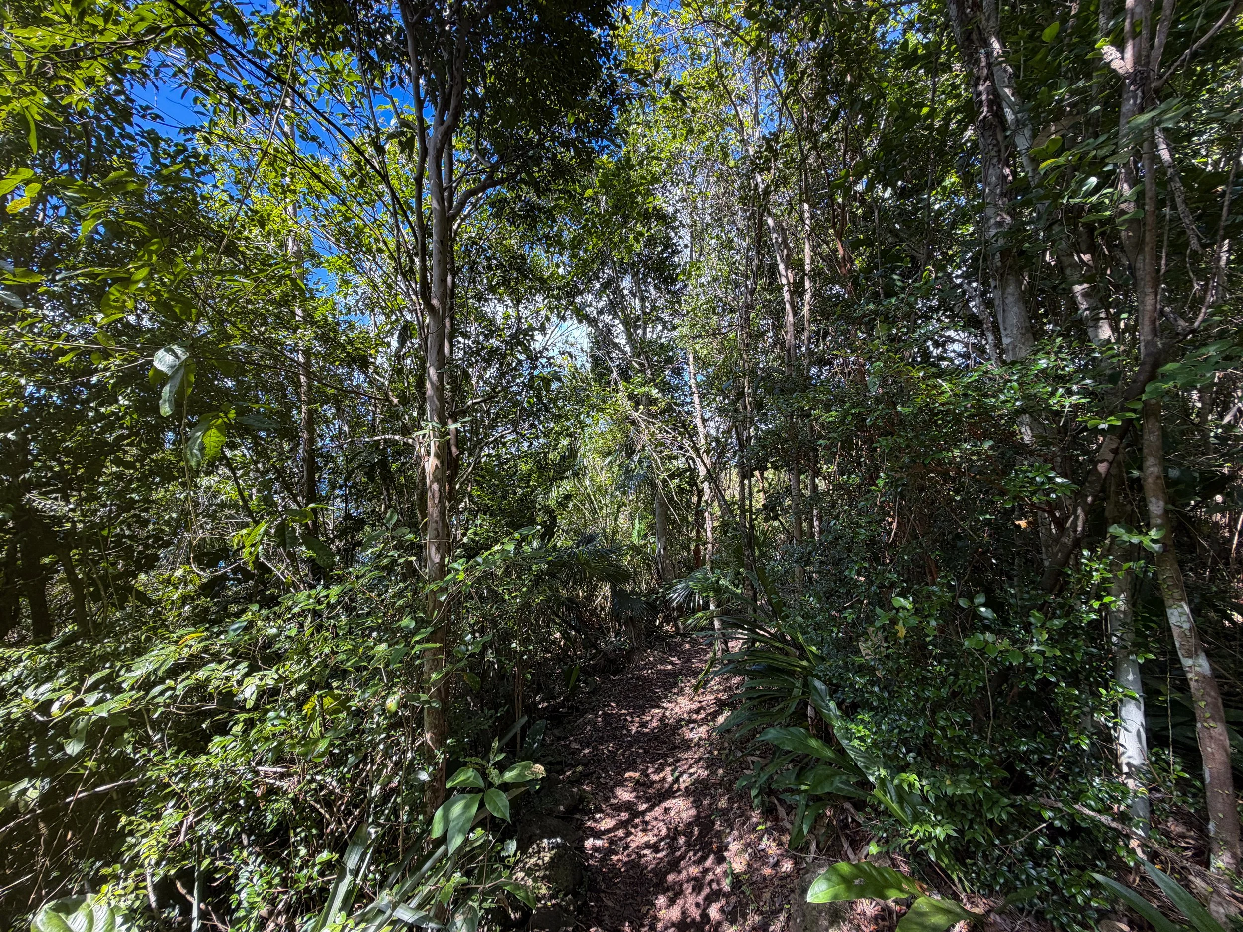 Caneel Hill Trail Virgin Islands National Park