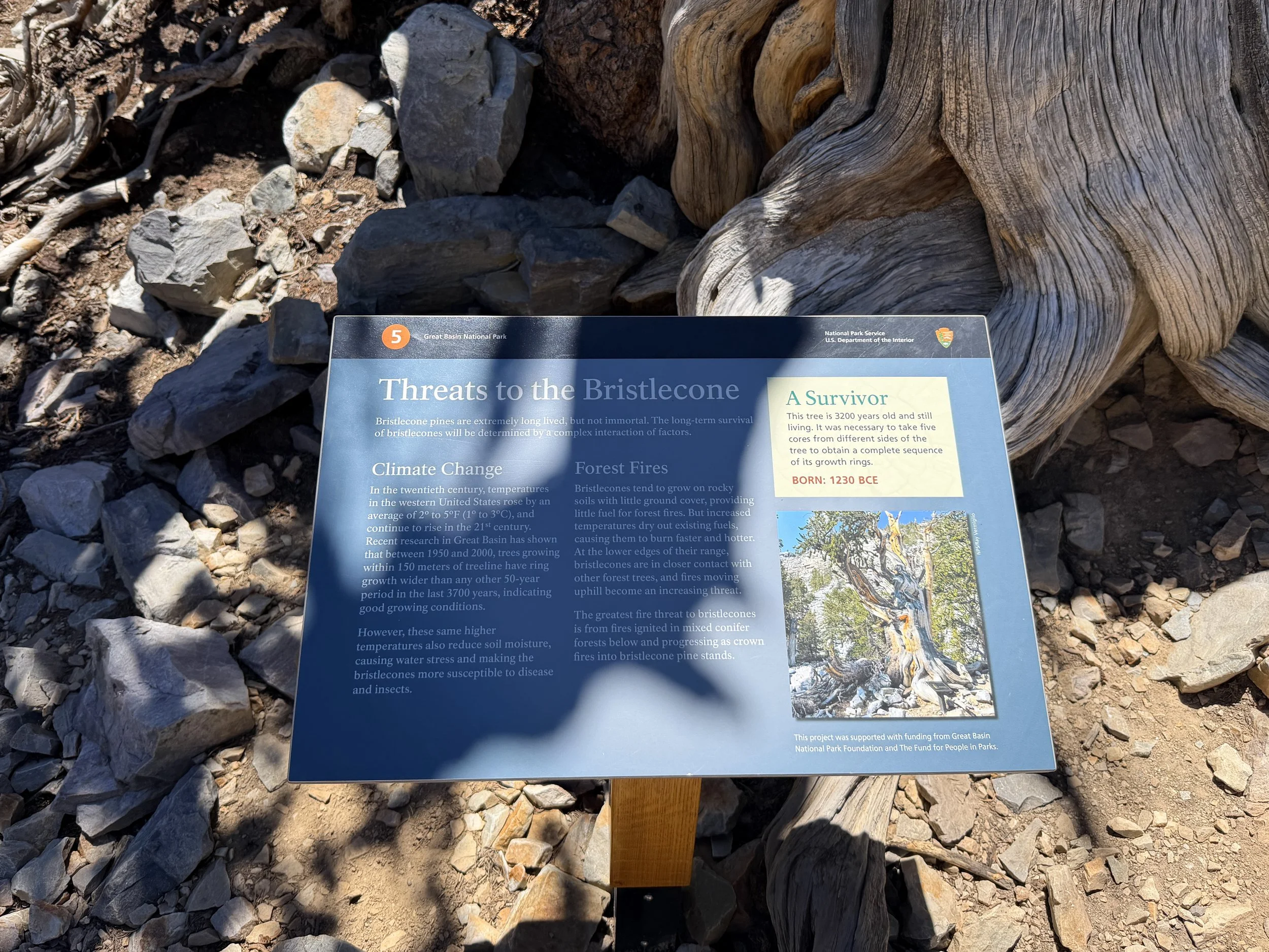 Bristlecone Pine Interpretive Trail Great Basin National Park Nevada