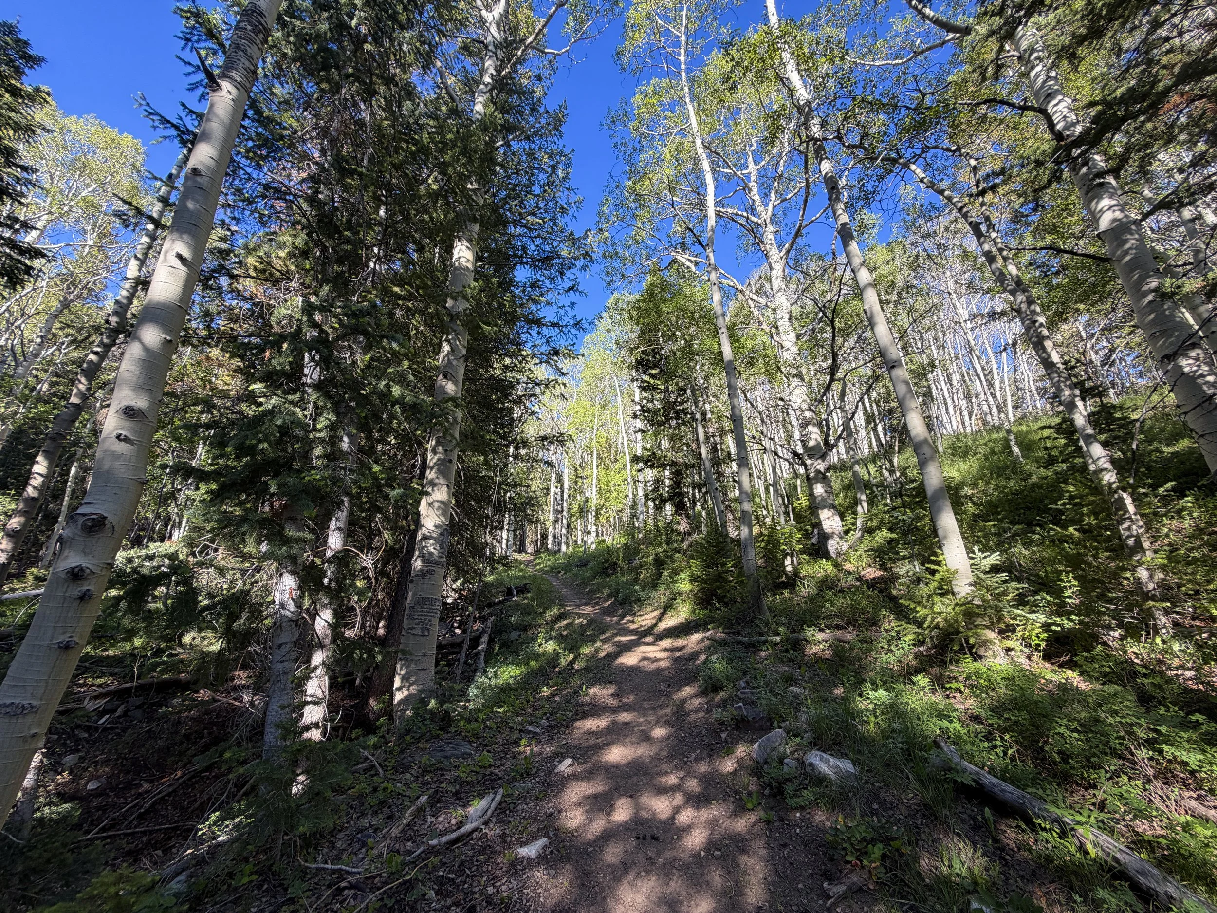 Upper Strawberry Hike Great Basin National Park Nevada
