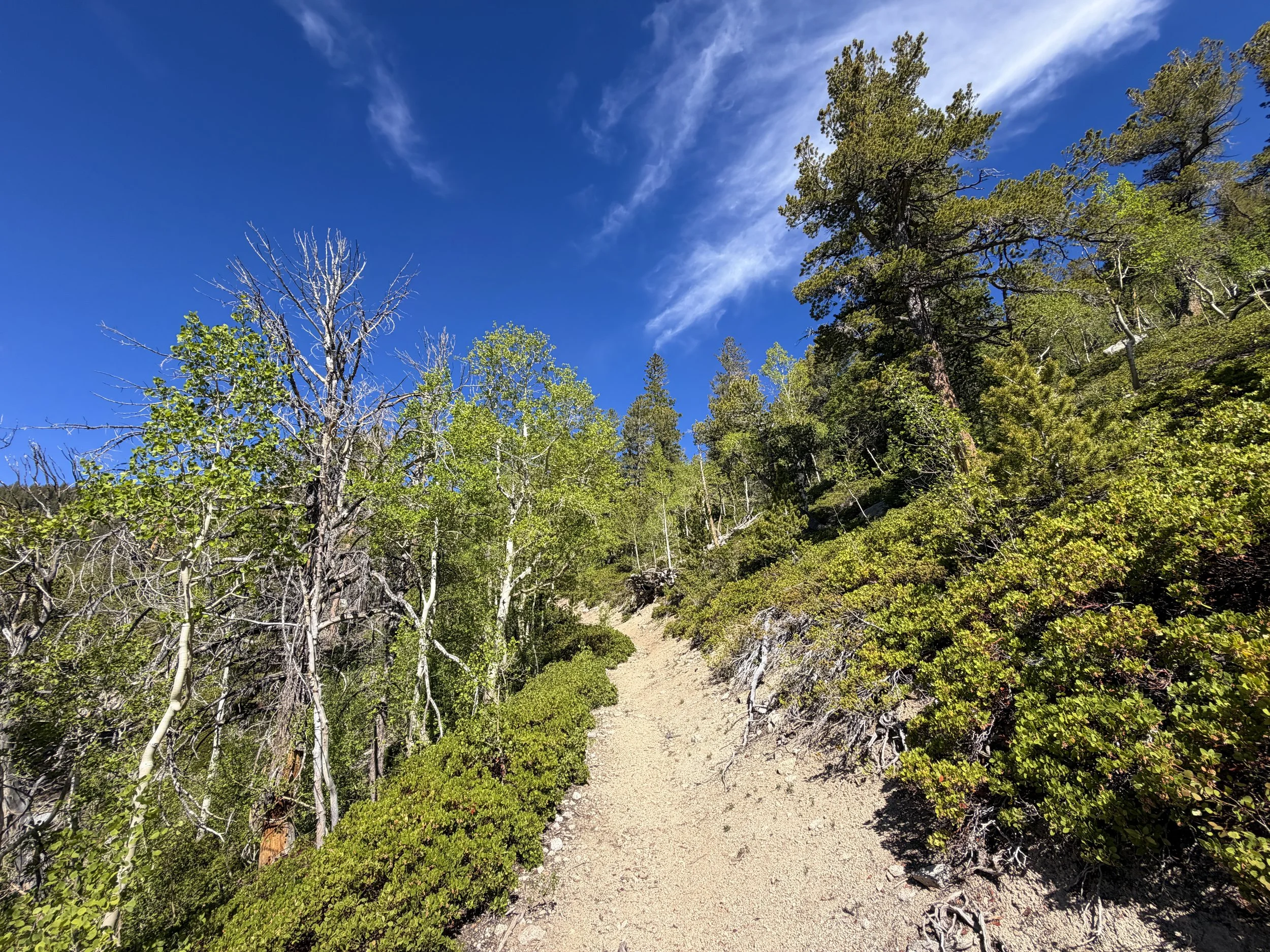 Johnson Lake Trail Great Basin National Park Nevada