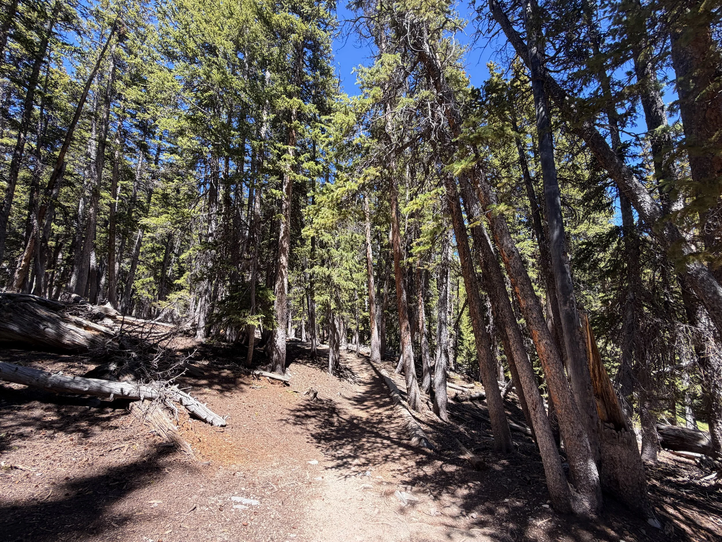 Bristlecone Hike Great Basin National Park Nevada