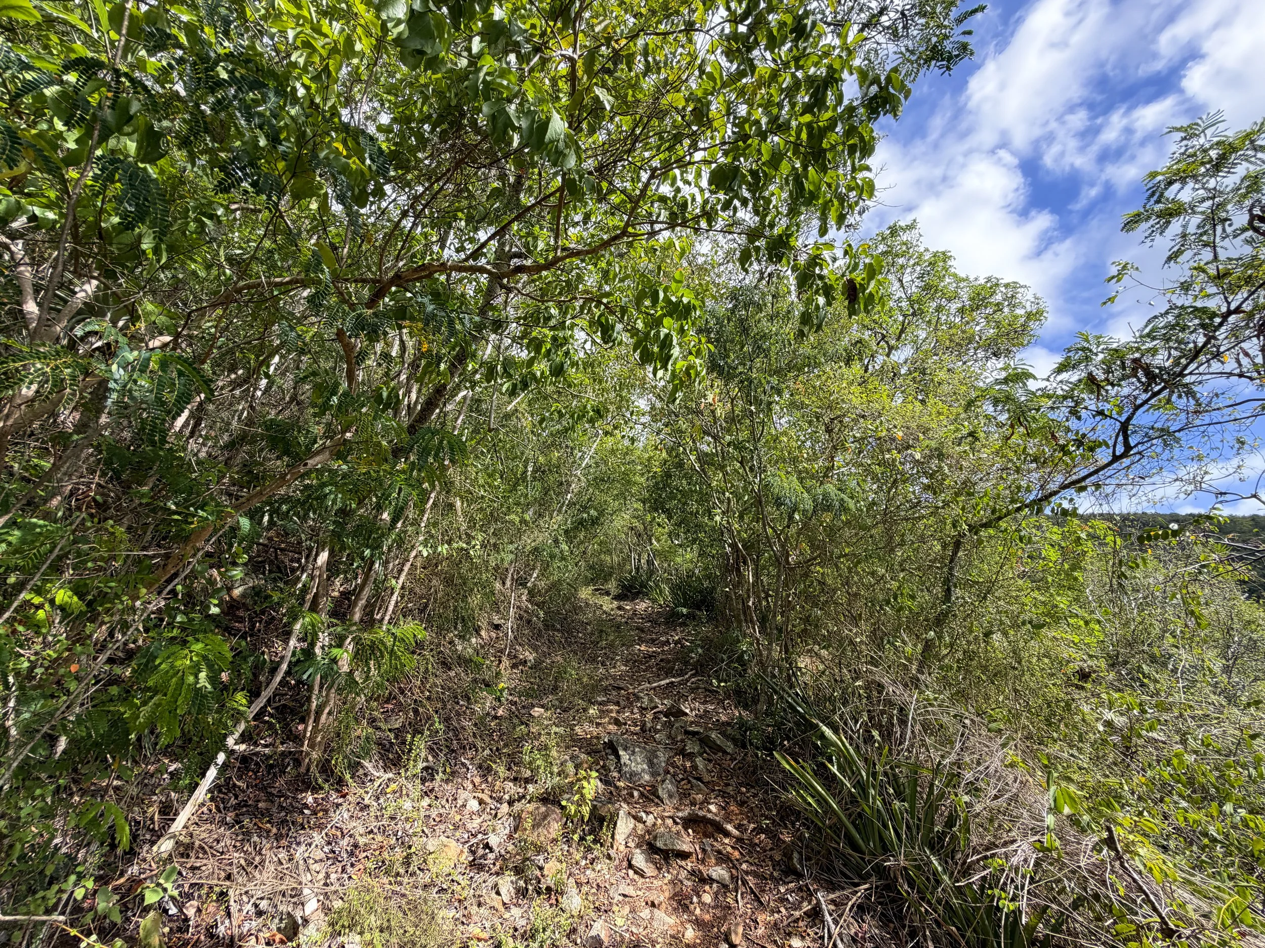 Bordeaux Mountain Hike Virgin Islands National Park