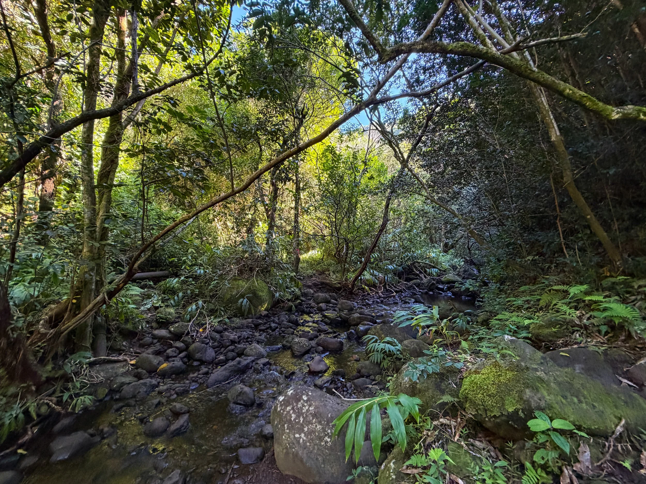 Kaau Crater Ridge Trail Split Oahu Hawaii