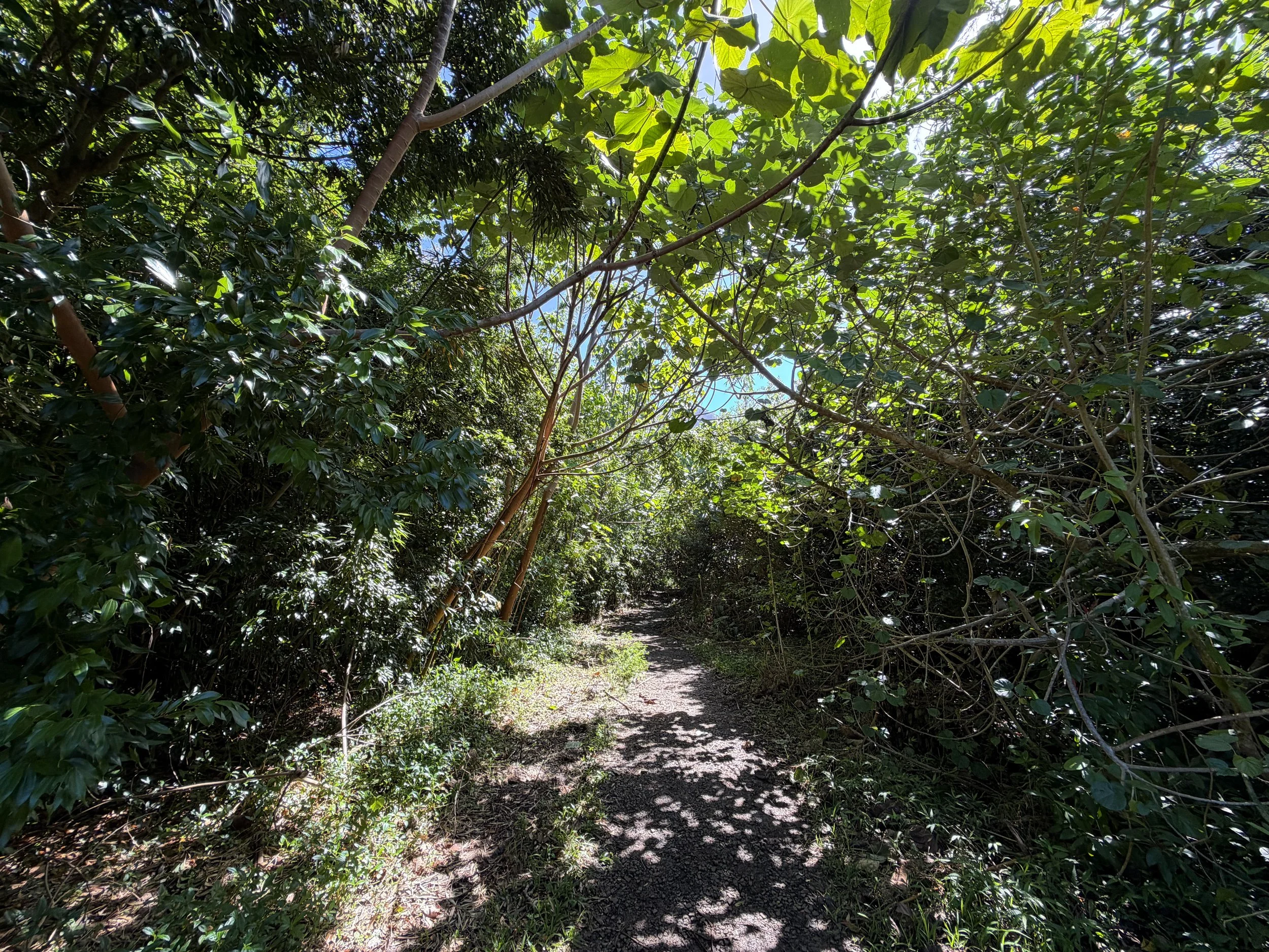 Lulumahu Falls Trail Oahu Hawaii