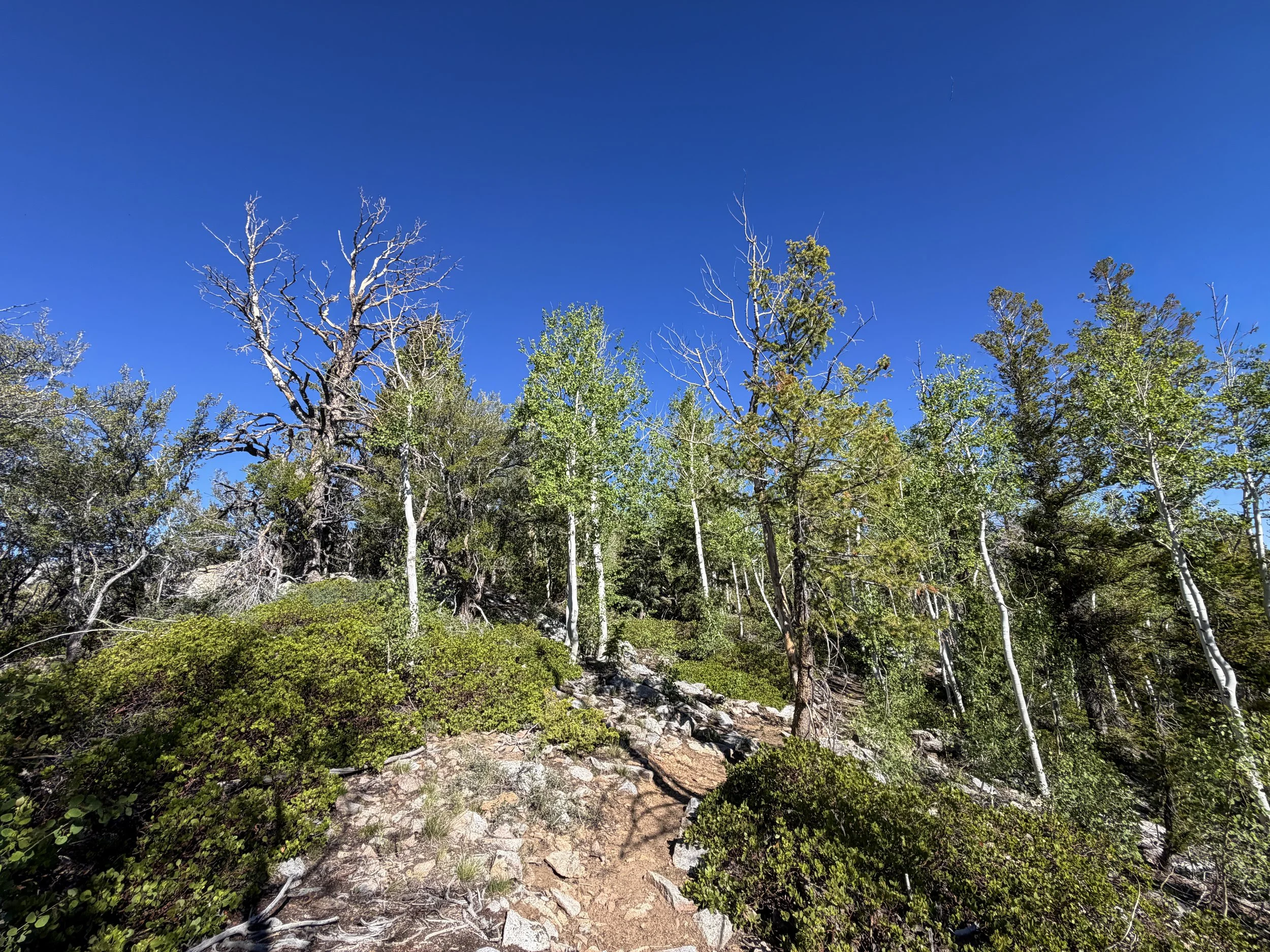 Snake Divide Trail to Magic Grove Great Basin National Park Nevada