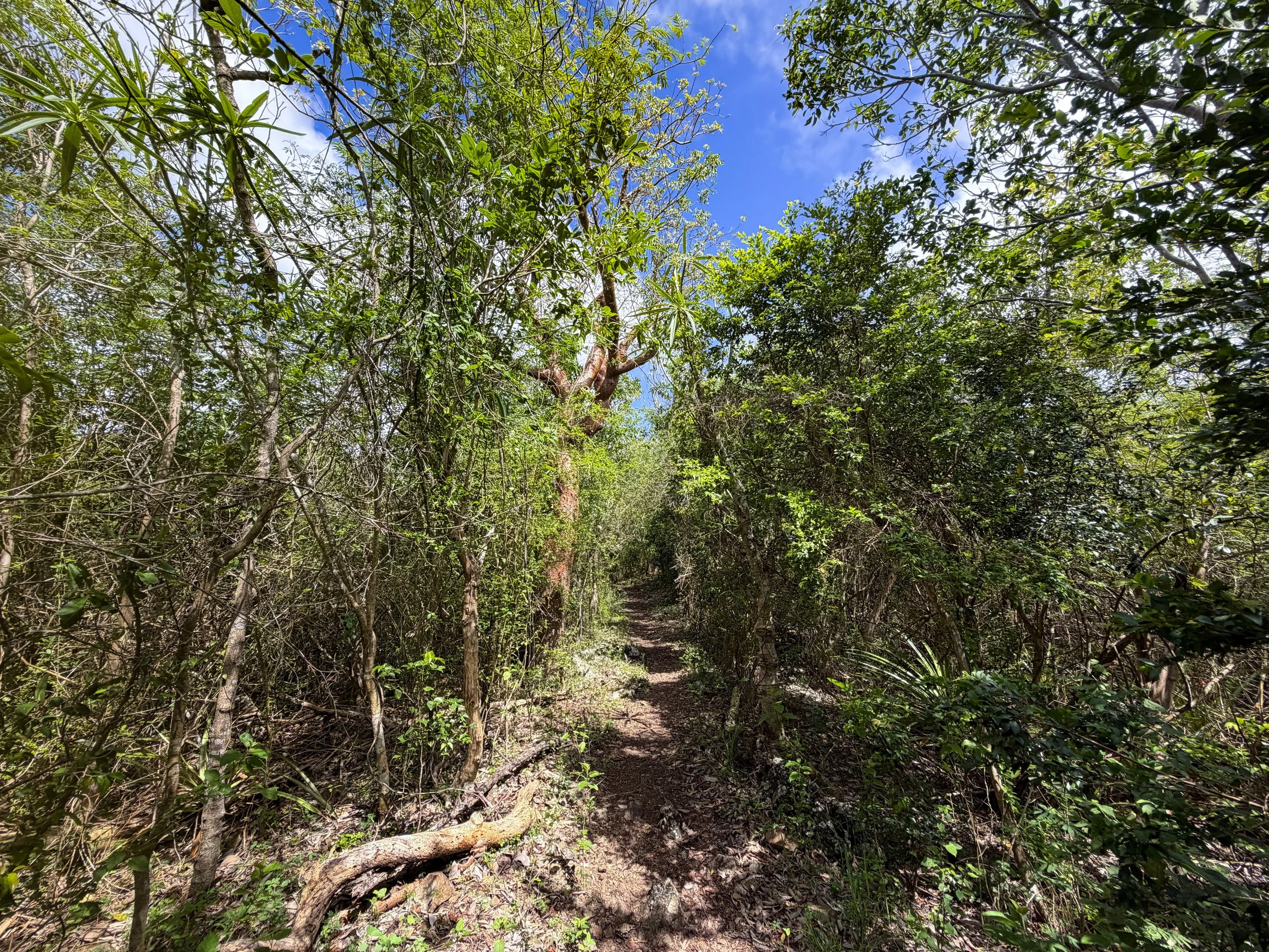 Caneel Hill Trail to Tamarind Tree Trail Virgin Islands National Park