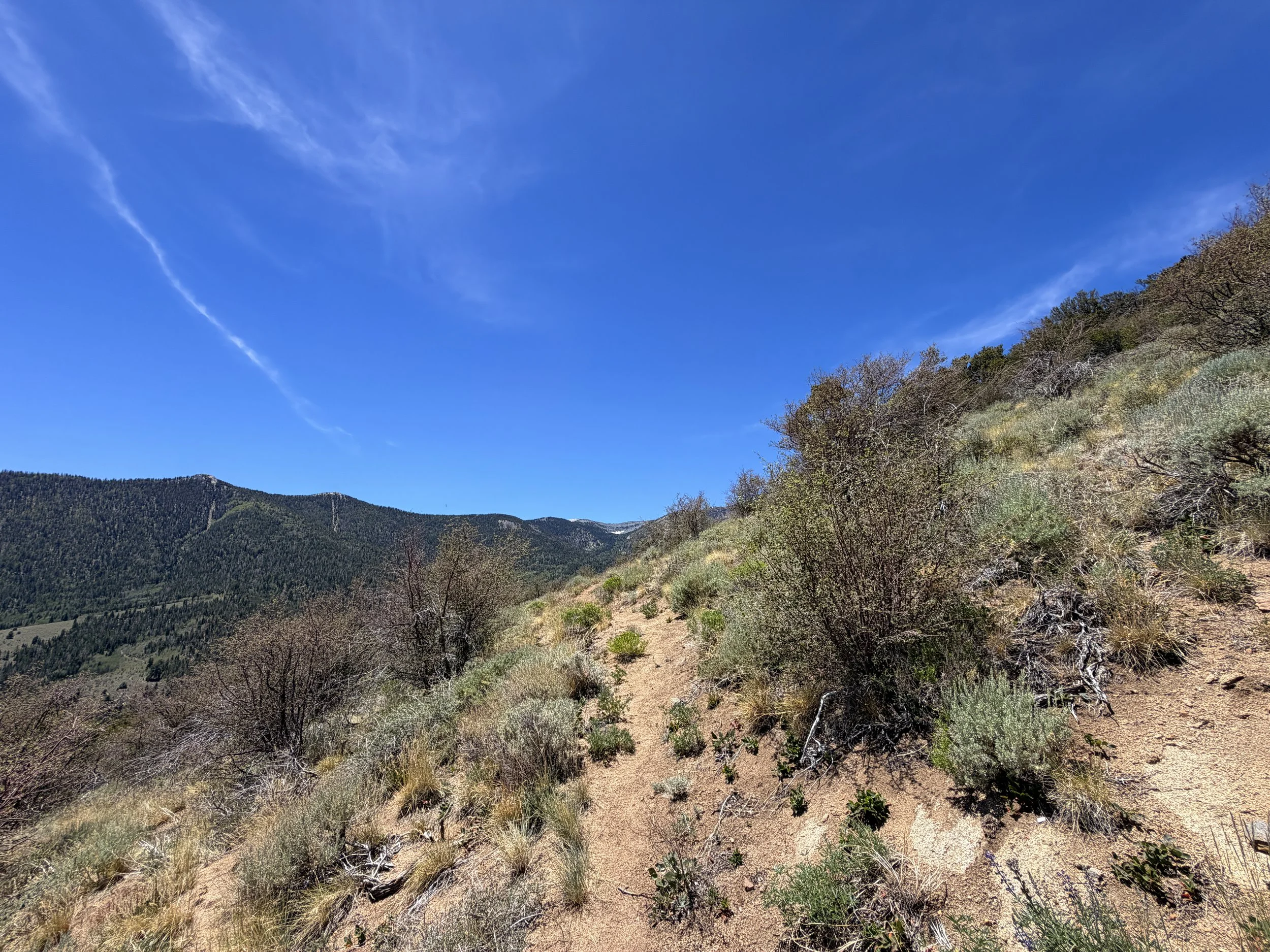 Serviceberry Trail Great Basin National Park Nevada