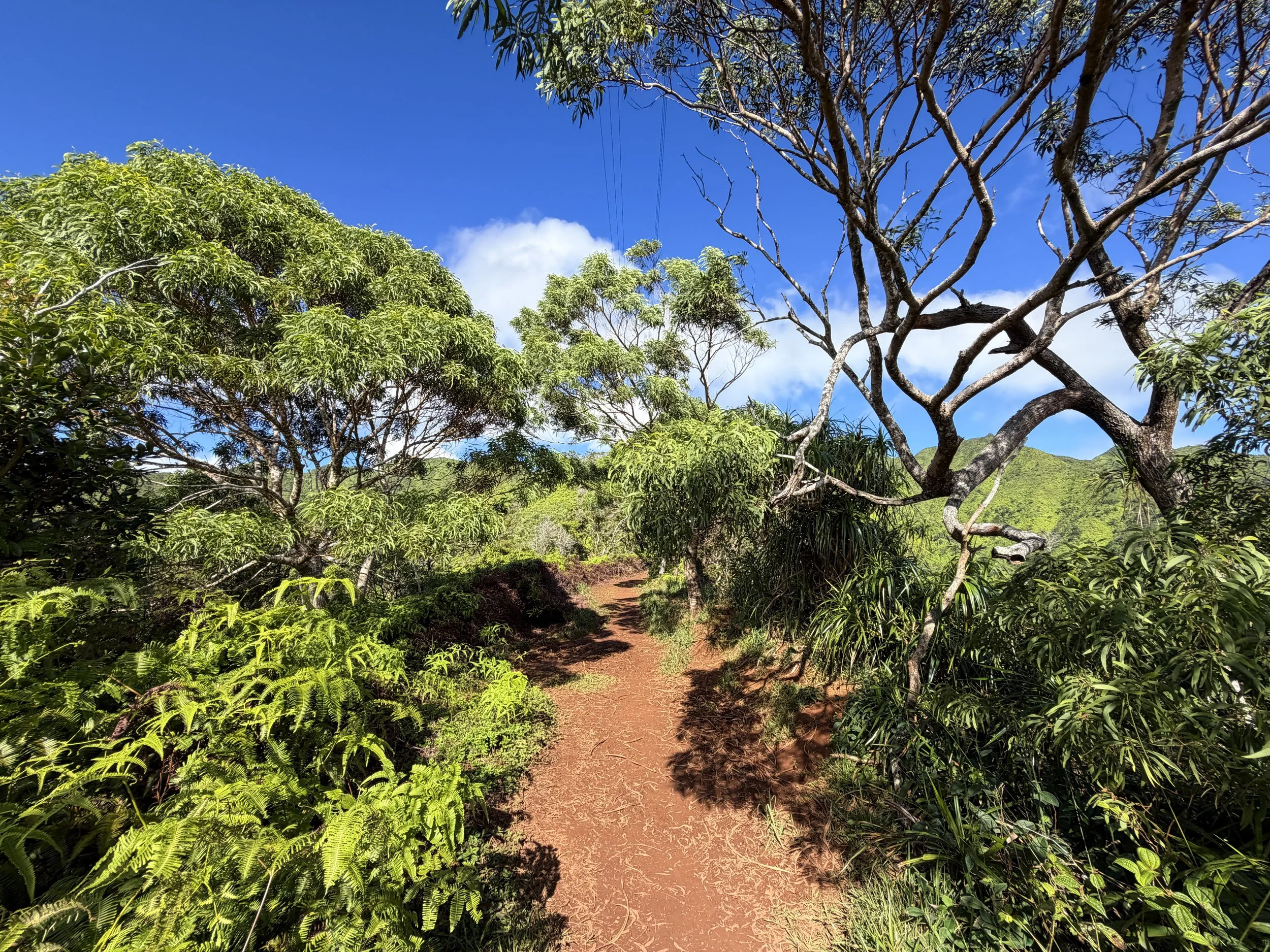 Wiliwilinui Ridge Trail Oahu Hawaii