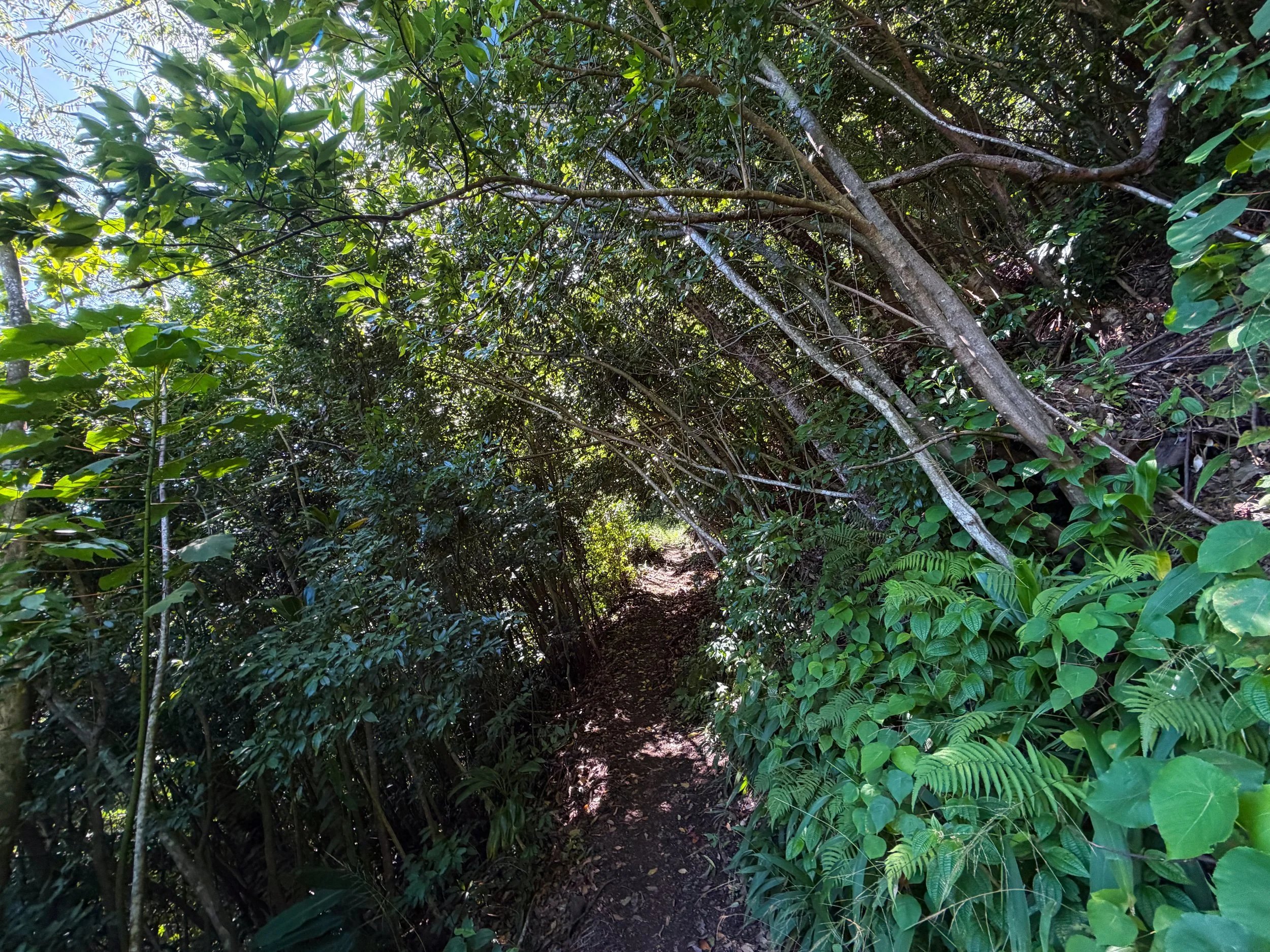 Aihualama Trail Oahu Hawaii