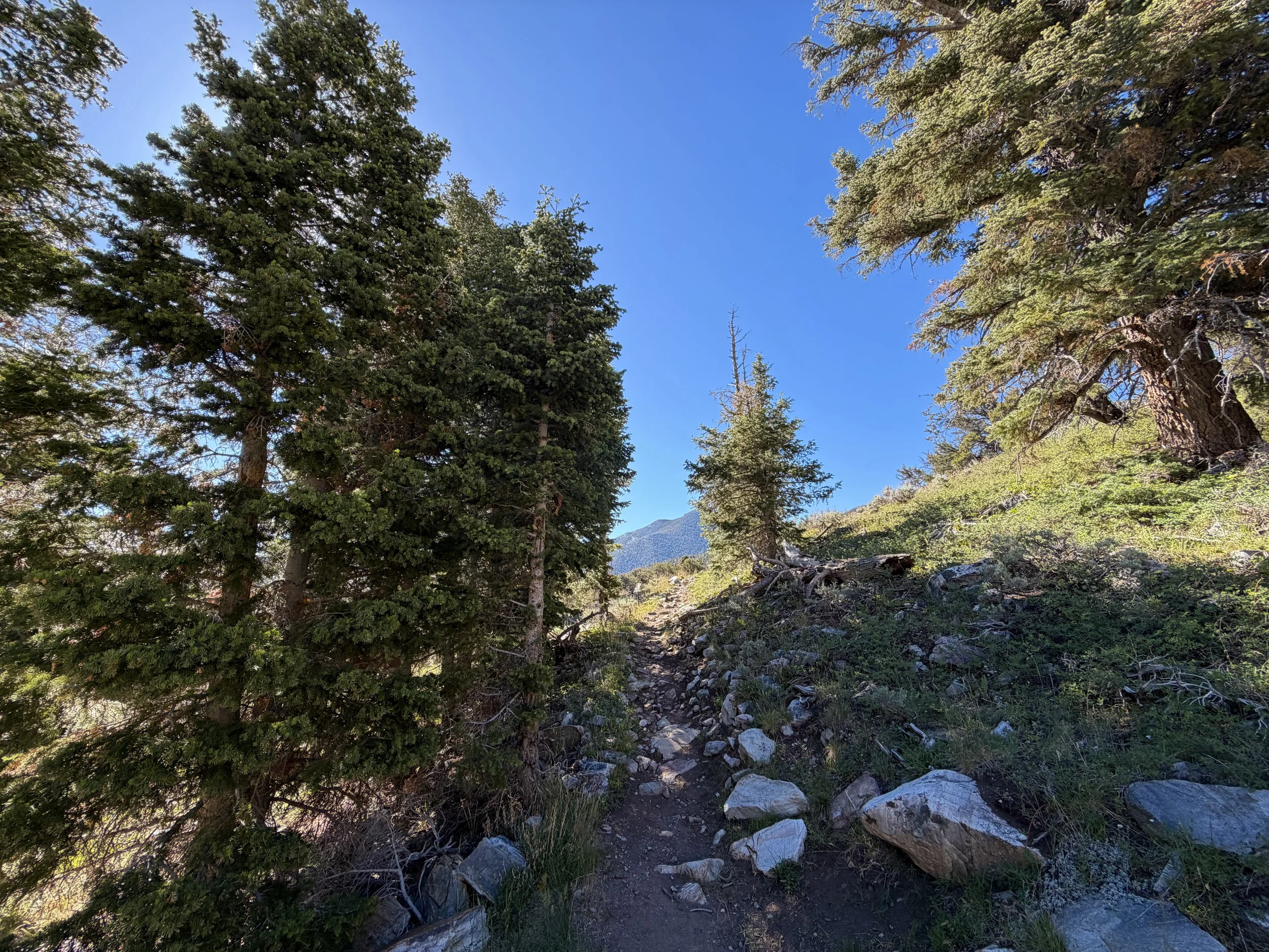 Baker Lake Hike Great Basin National Park Nevada