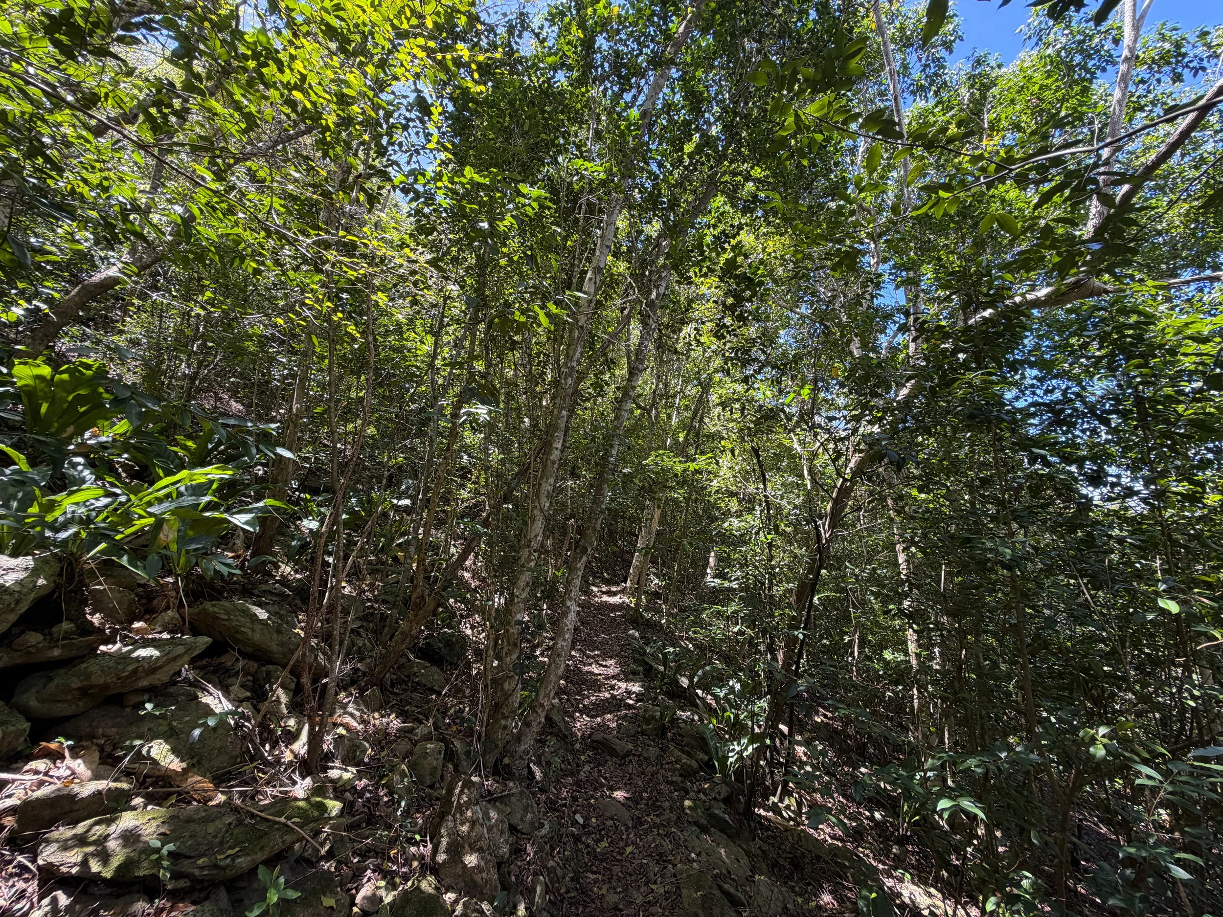 Caneel Hill Trail Virgin Islands National Park