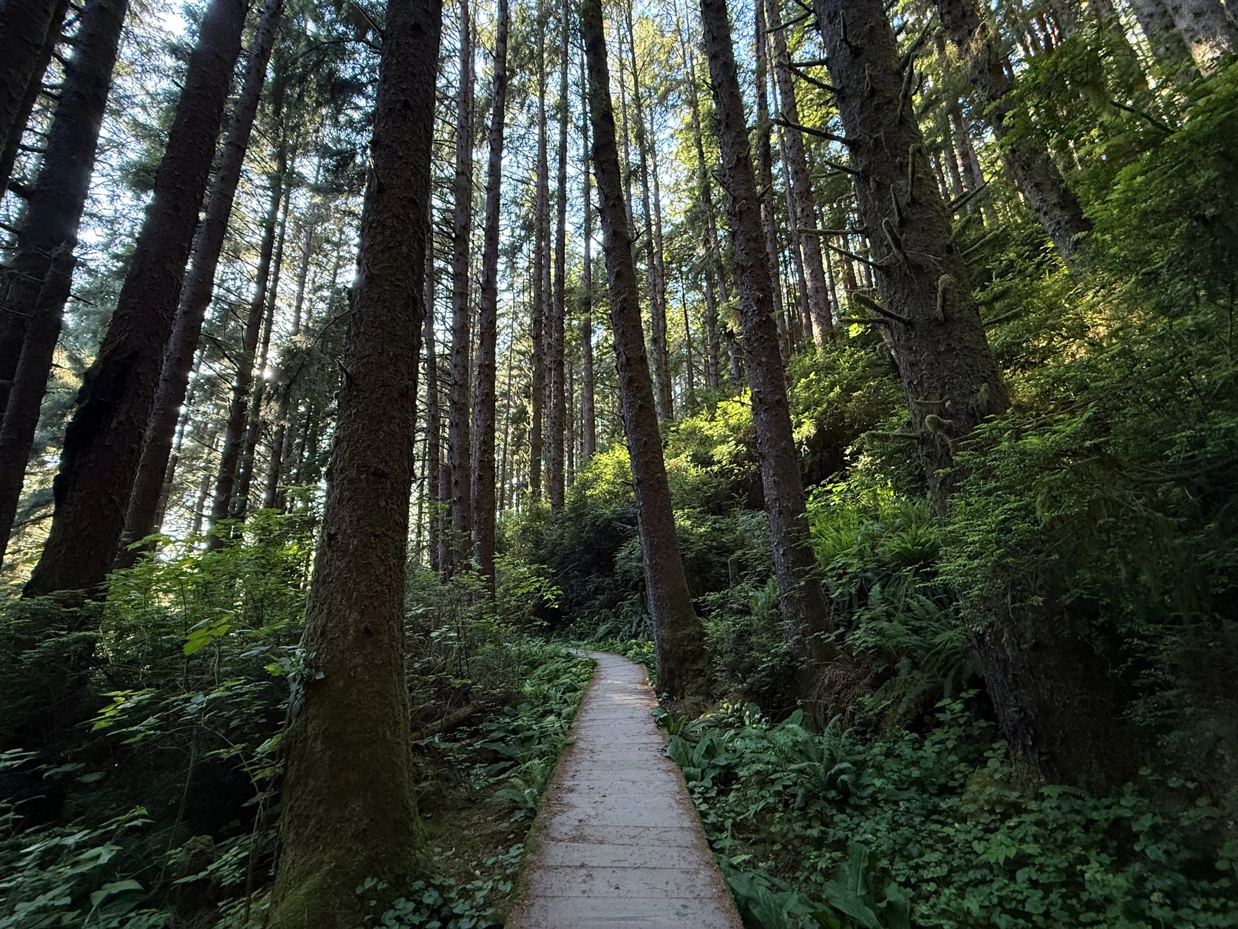 Fern Canyon Loop Trail Prairie Creek Redwoods State Park California