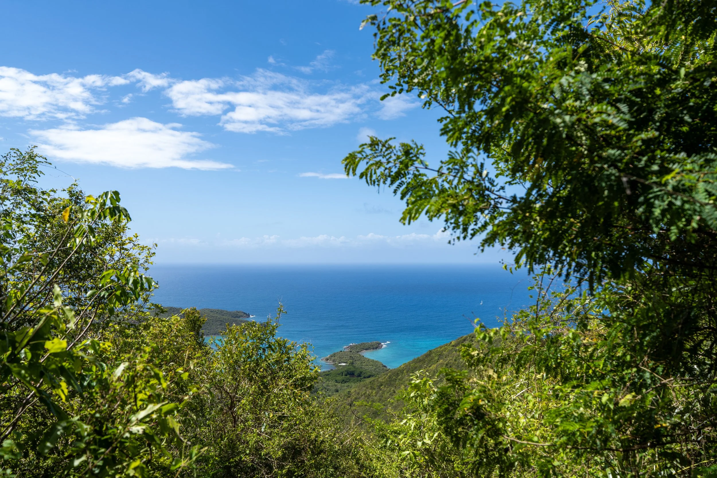 Bordeaux Mountain Trail Virgin Islands National Park