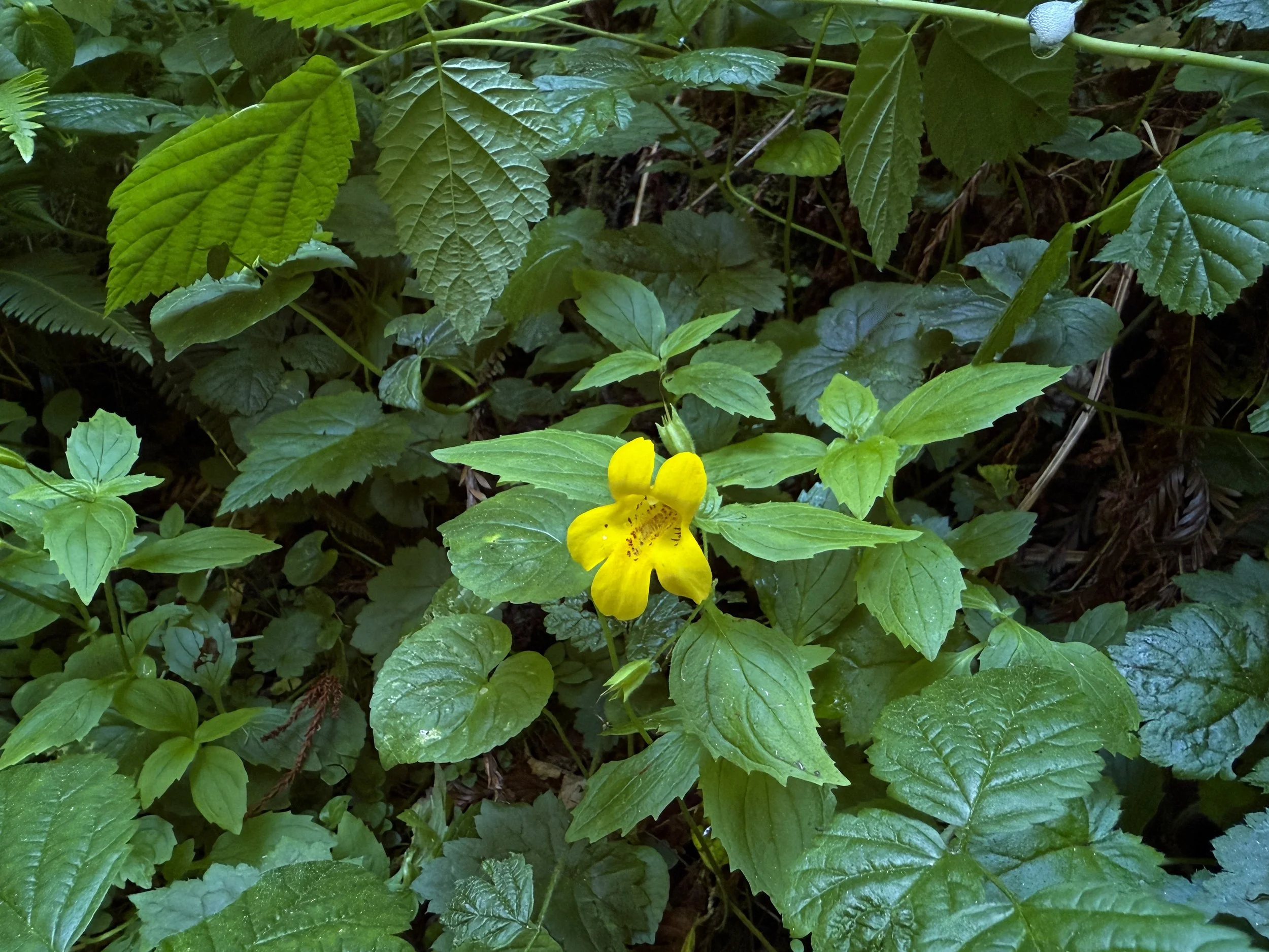 Monkeyflower Erythranthe dentata