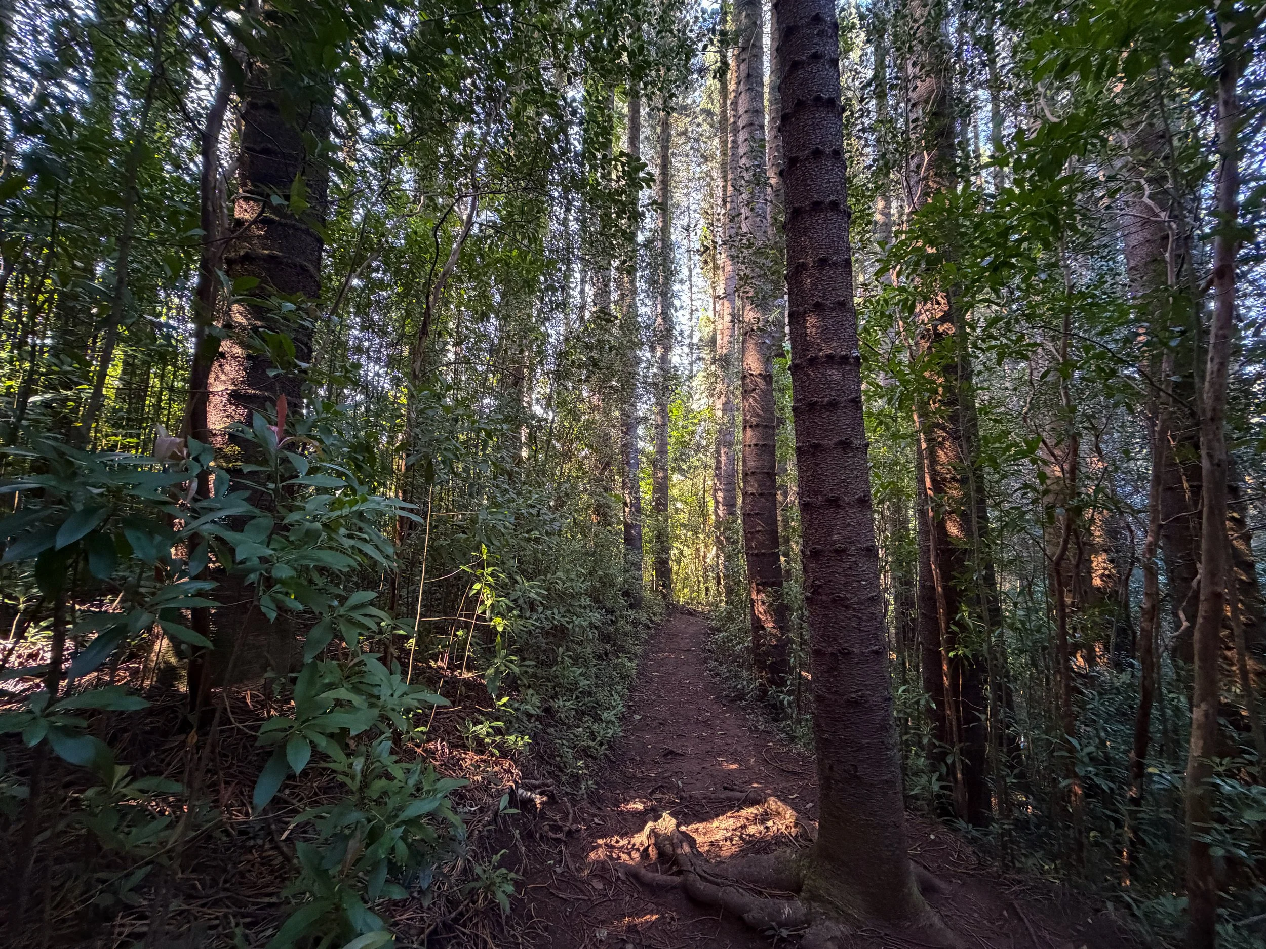 Judd Trail Oahu Hawaii