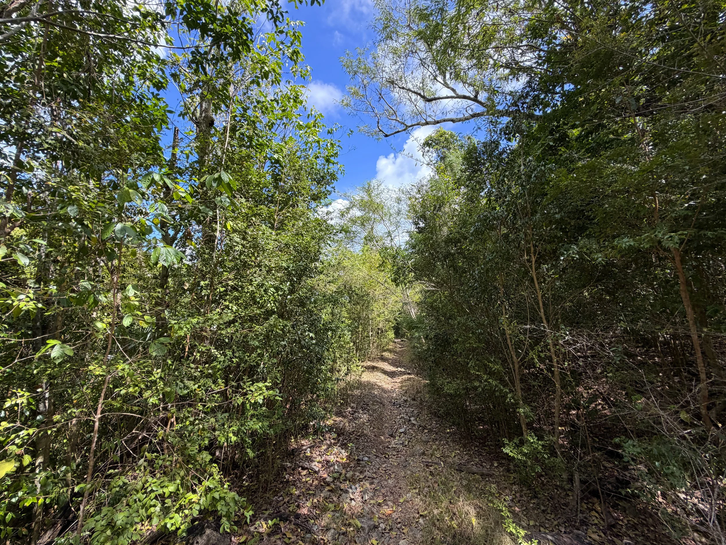 Johnny Horn Trail Virgin Islands National Park