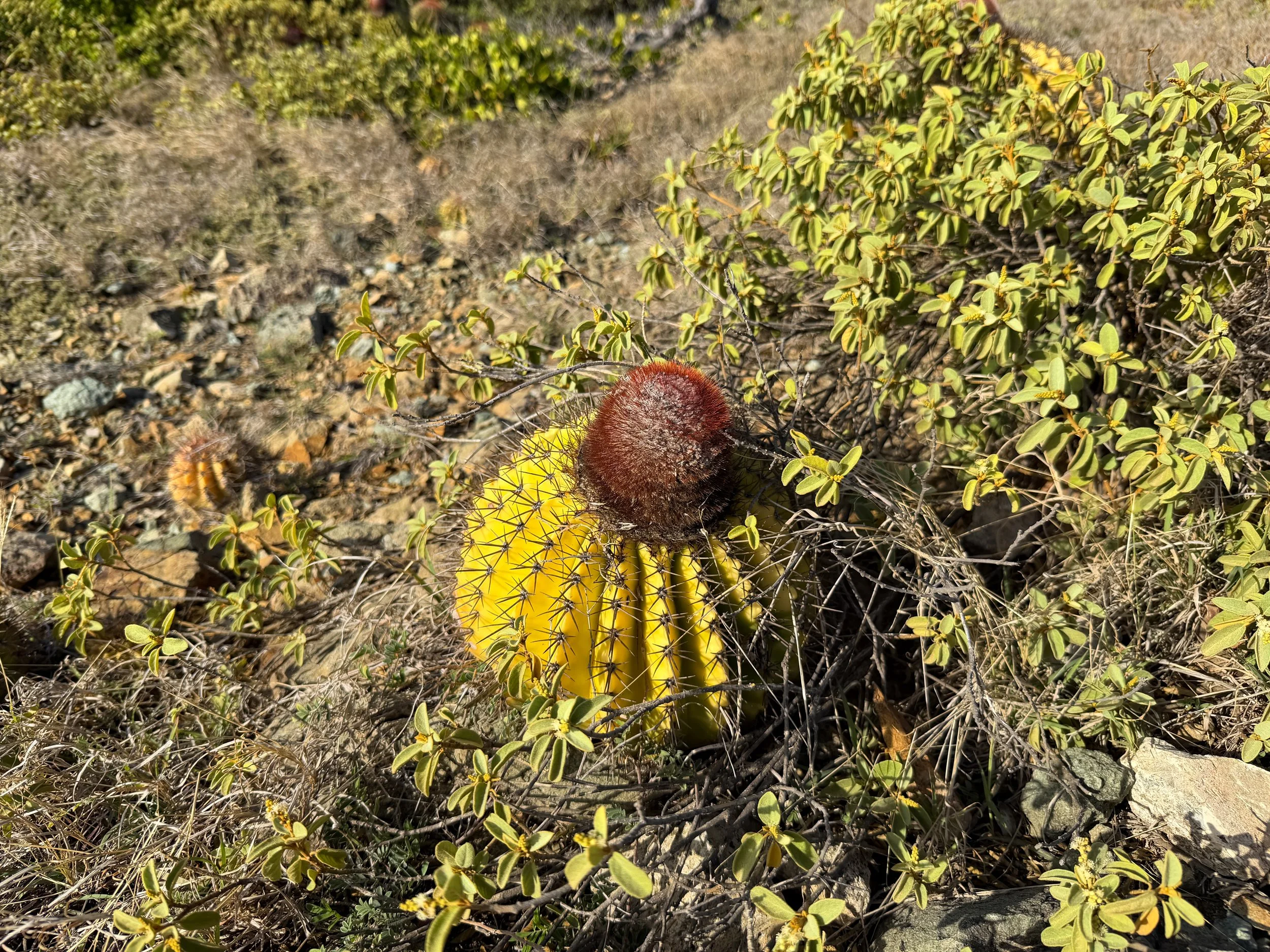 Turks Cap Melocactus intortus