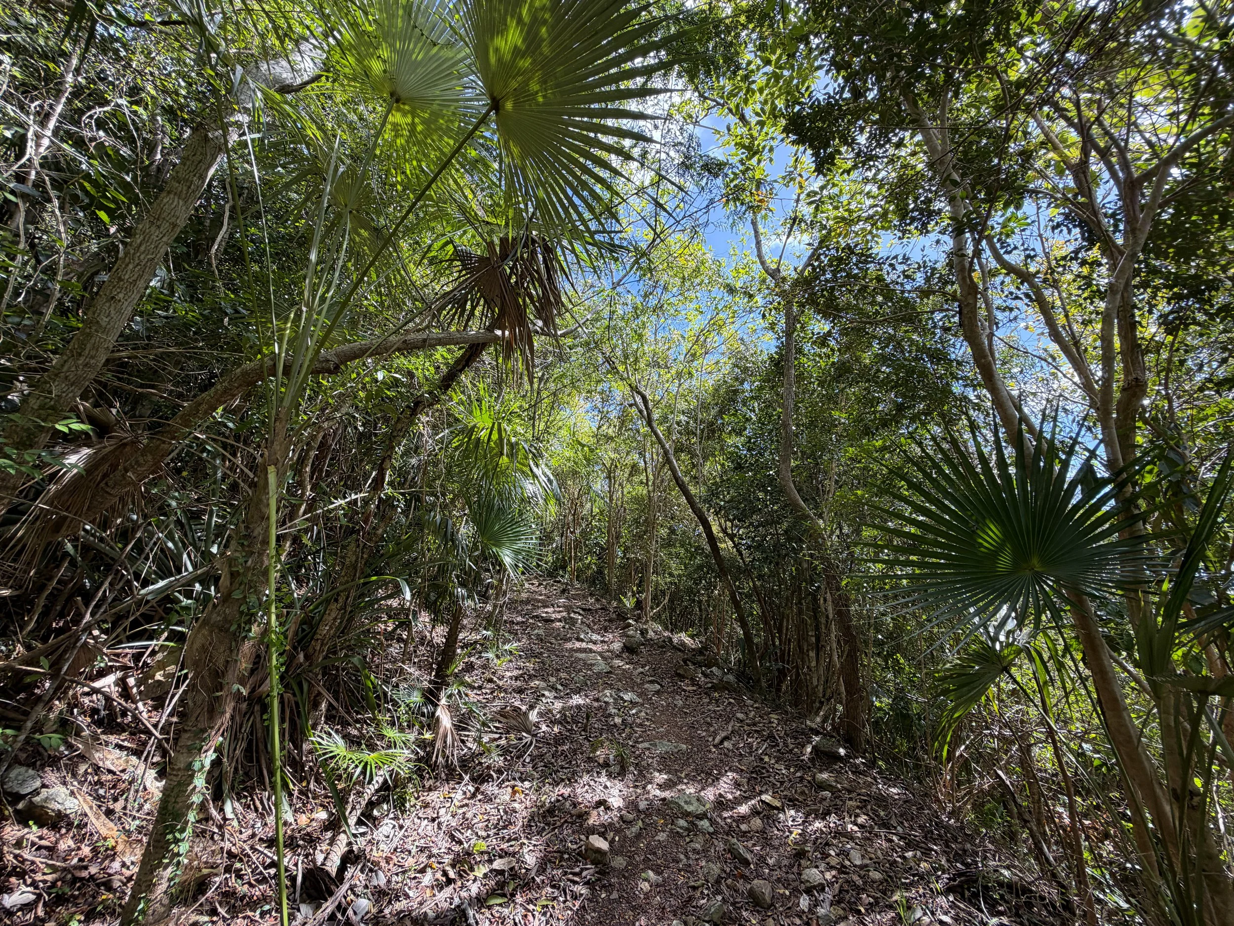 Bordeaux Mountain Trail Virgin Islands National Park