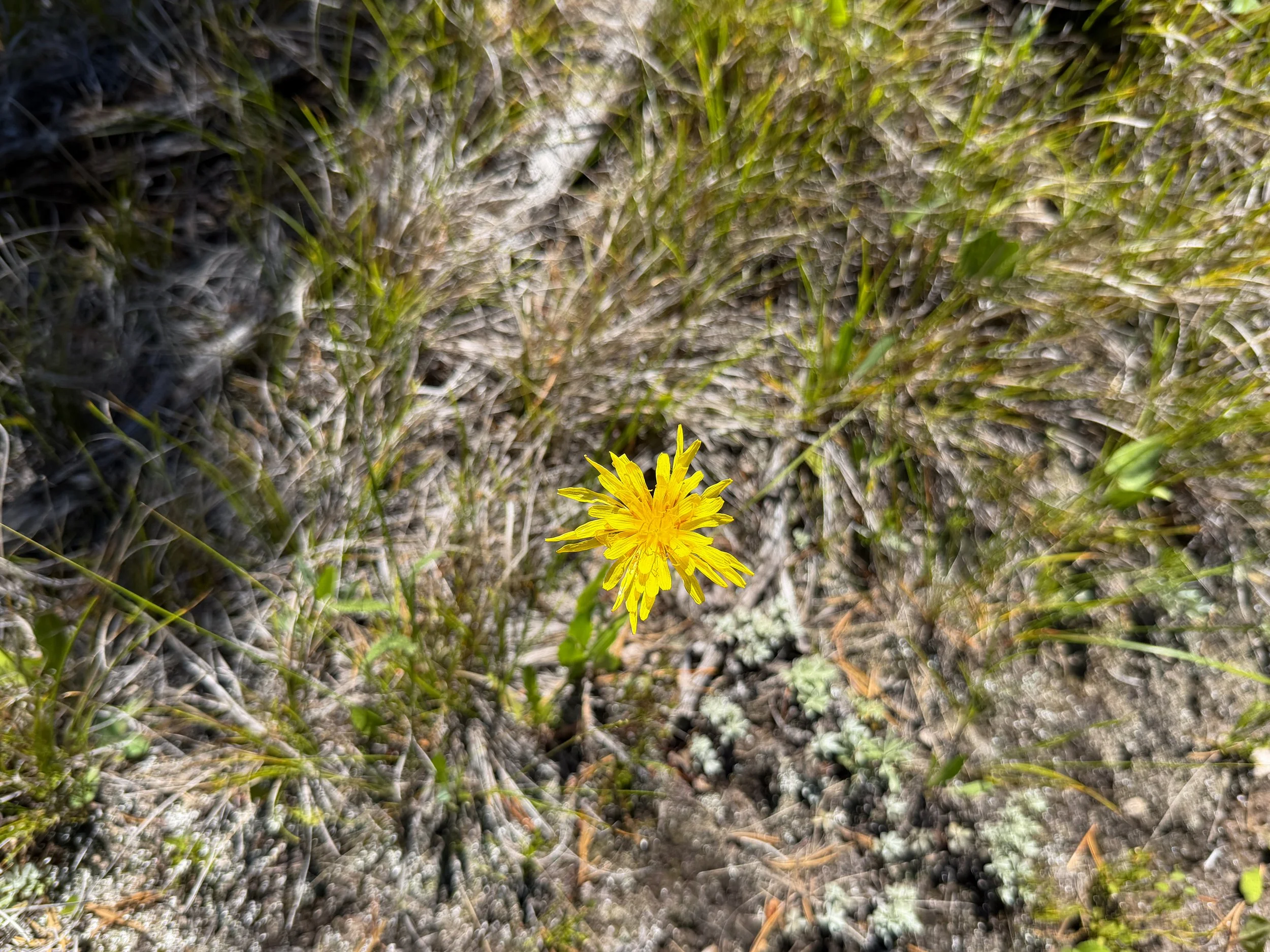 Pale Agoseris glauca