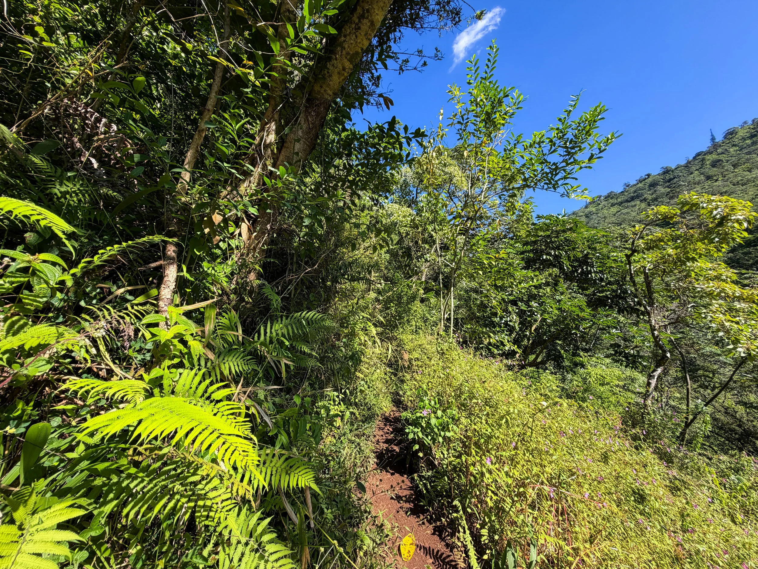 Kaau Crater Loop Trail Oahu Hawaii