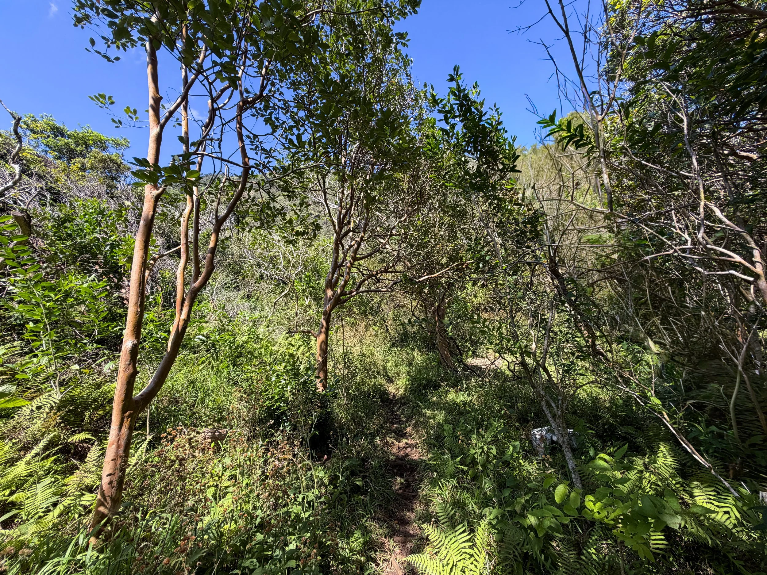 Kulanaahane Trail Plane Crash Oahu Hawaii