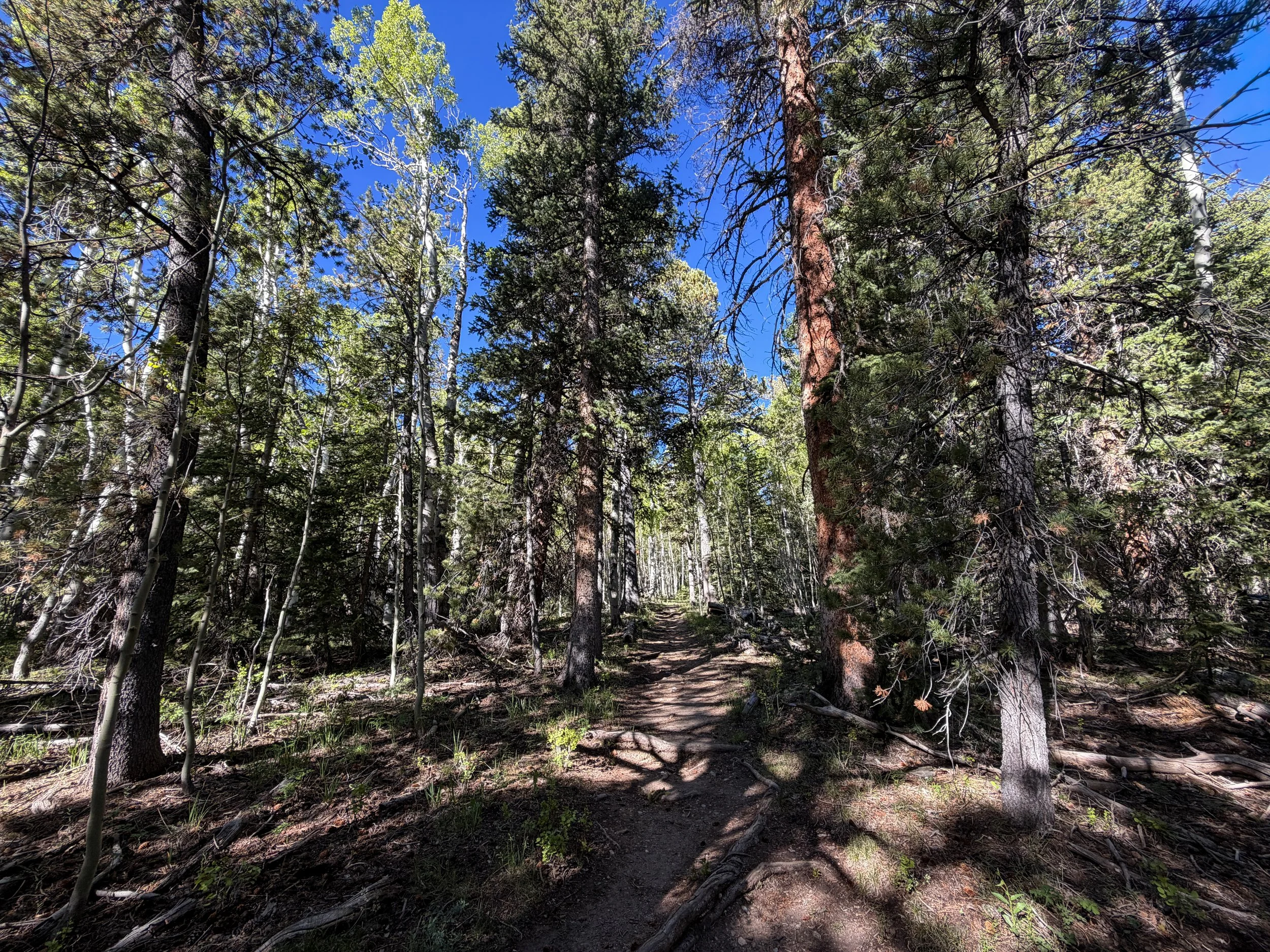 Lehman Creek Trail Great Basin National Park Nevada