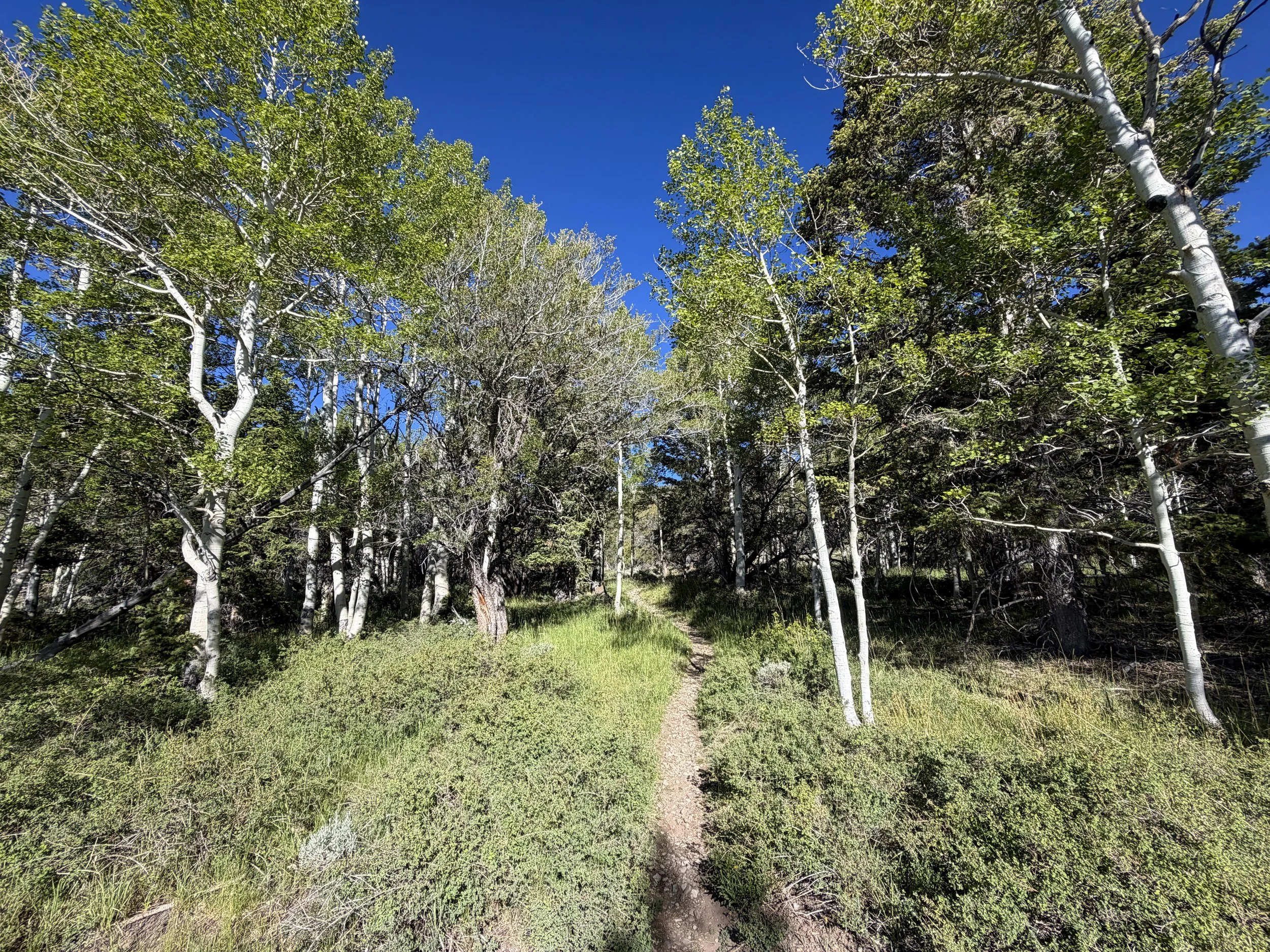 Lehman Creek Trail Great Basin National Park Nevada