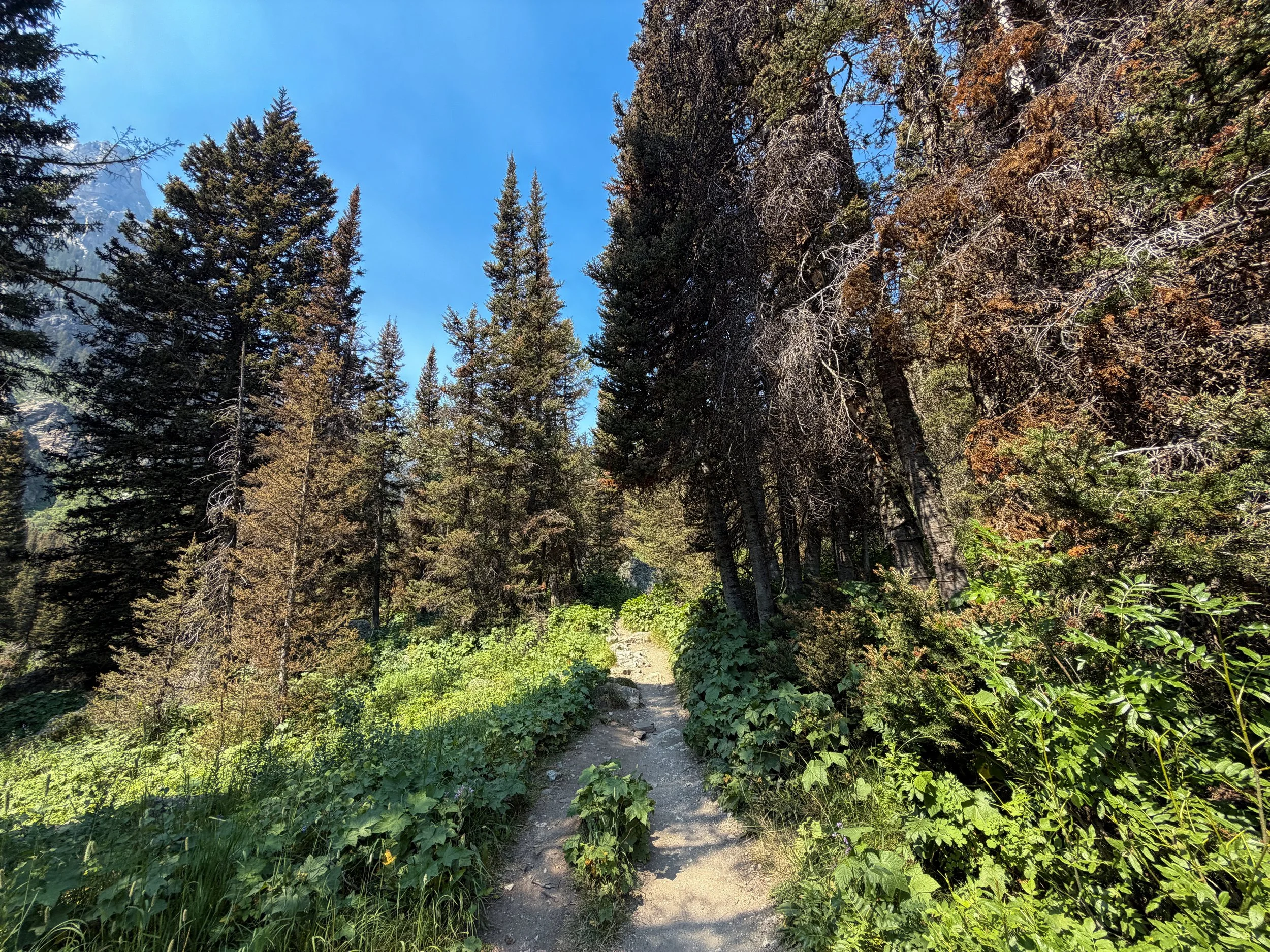 Cascade Canyon Trail Grand Teton National Park Wyoming