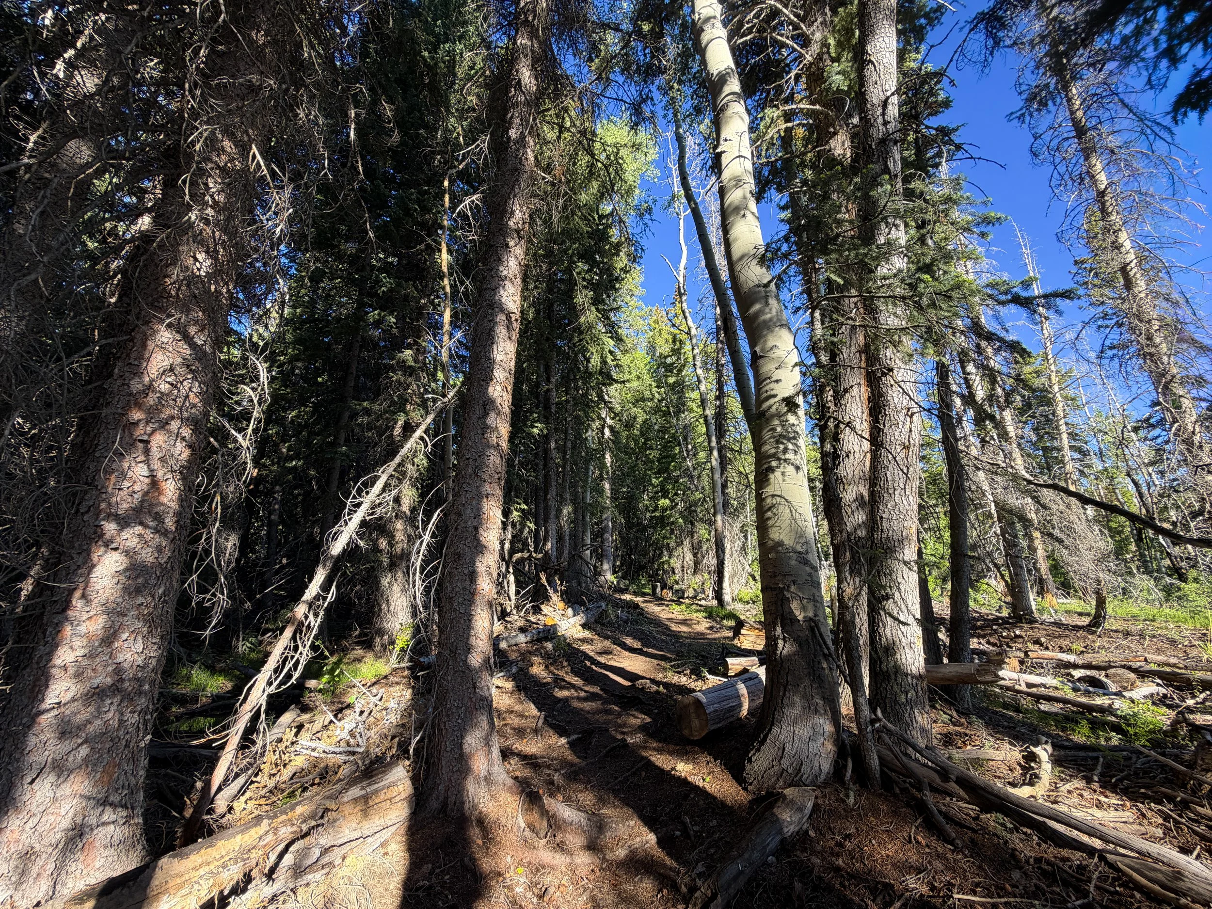Upper Strawberry Creek Trail Great Basin National Park Nevada